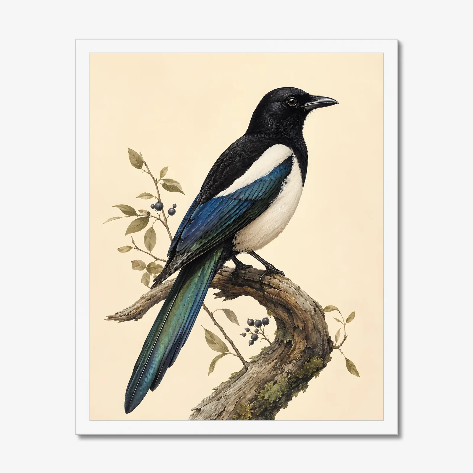 Black-billed Magpie Print in a white frame