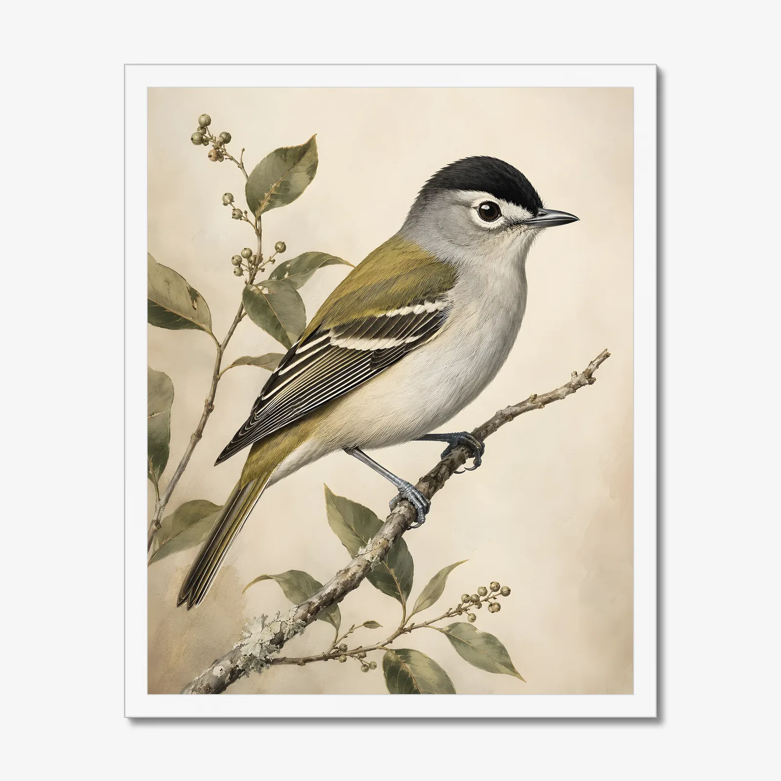 Black-capped Vireo Print in a white frame