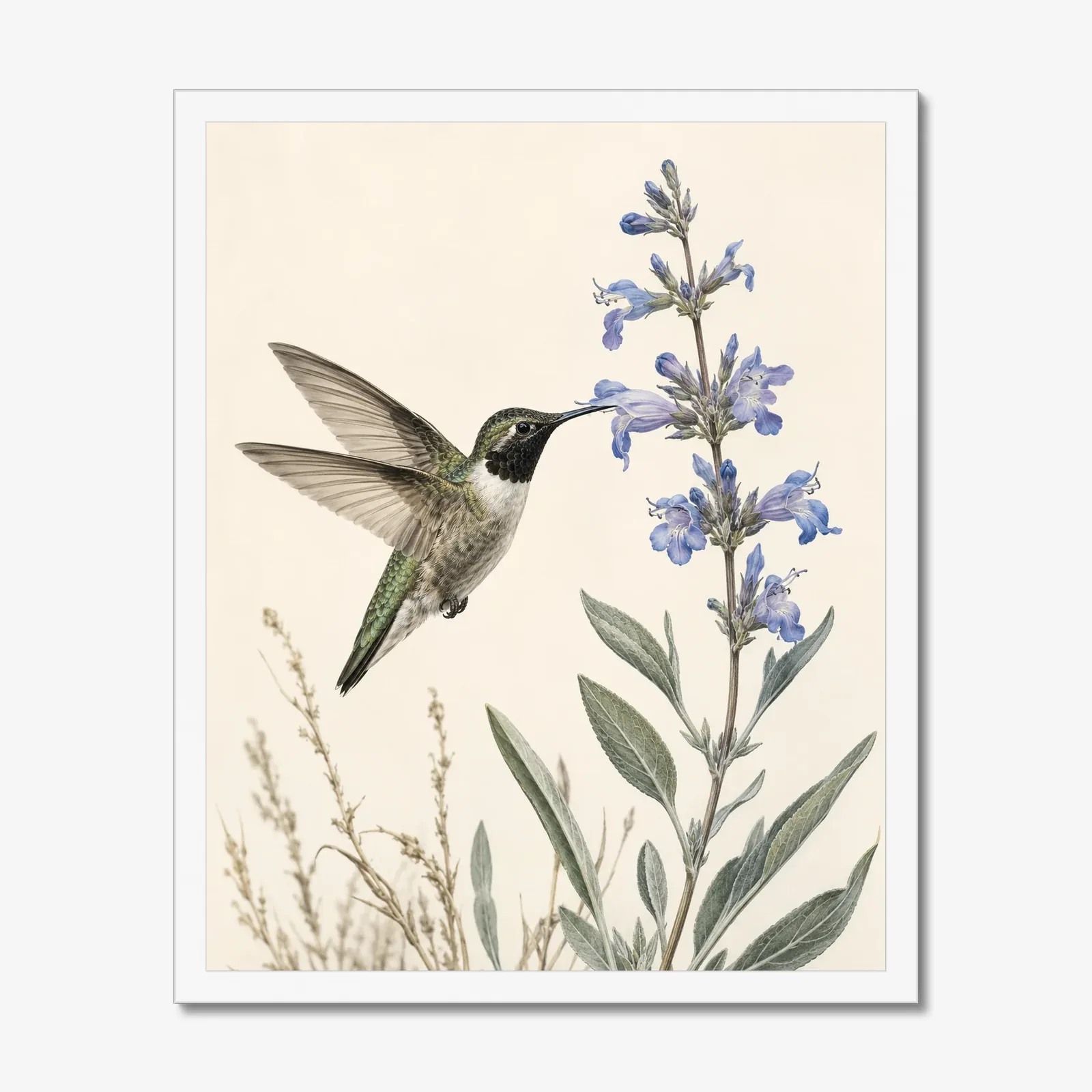 Black-chinned Hummingbird at Desert Sage Print in a white frame