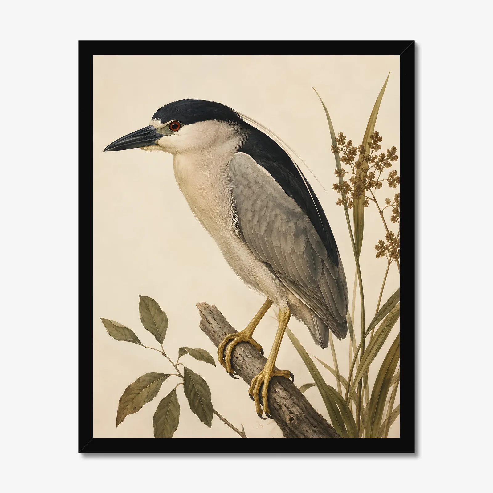 Black Crowned Night Heron Print in a black frame