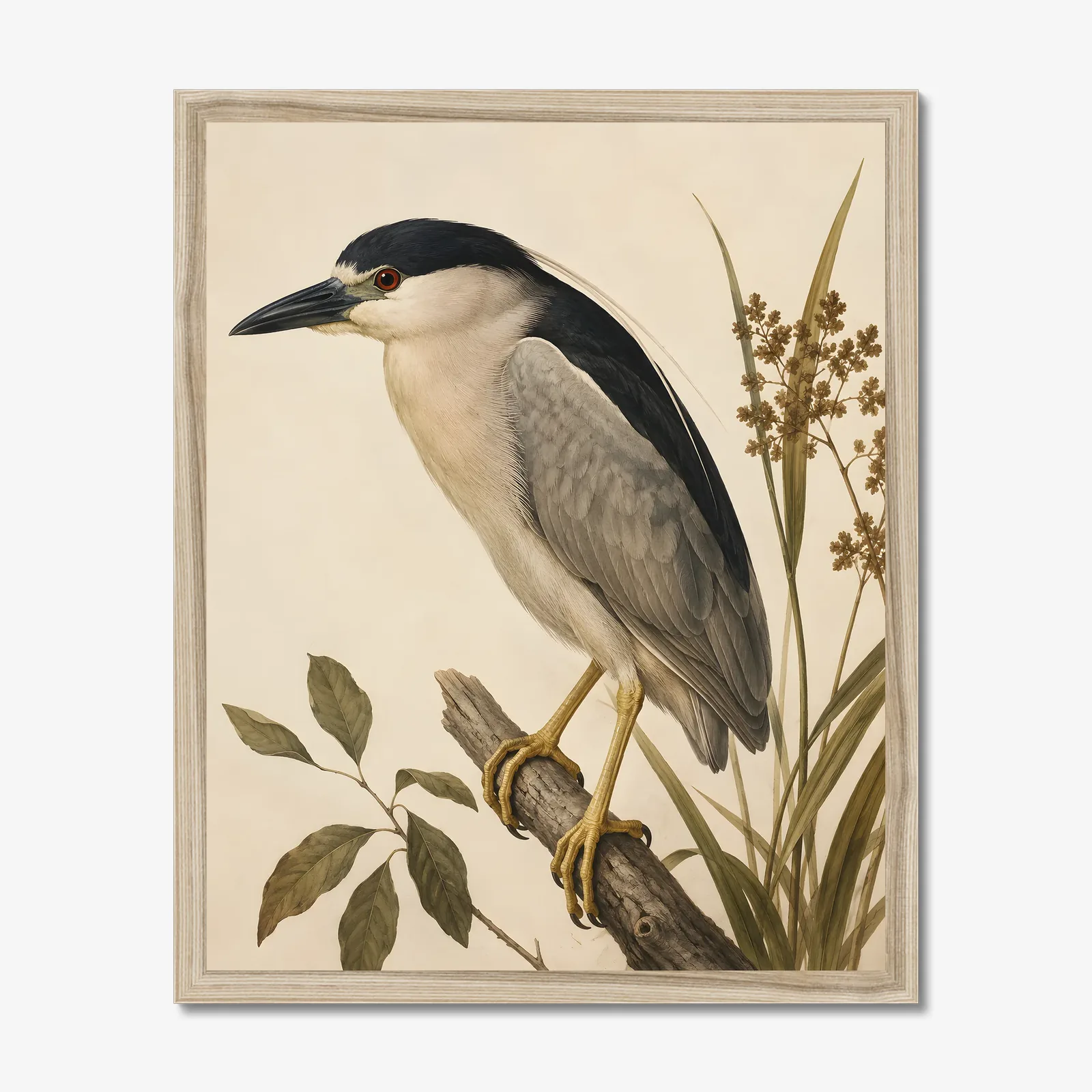 Black Crowned Night Heron Print in a natural frame