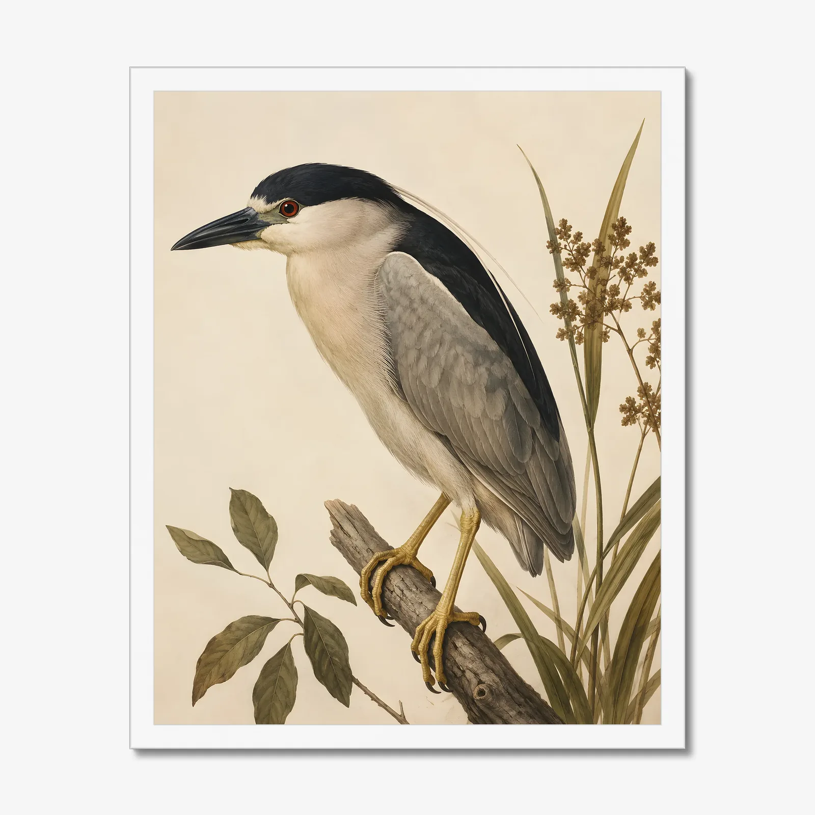 Black Crowned Night Heron Print in a white frame