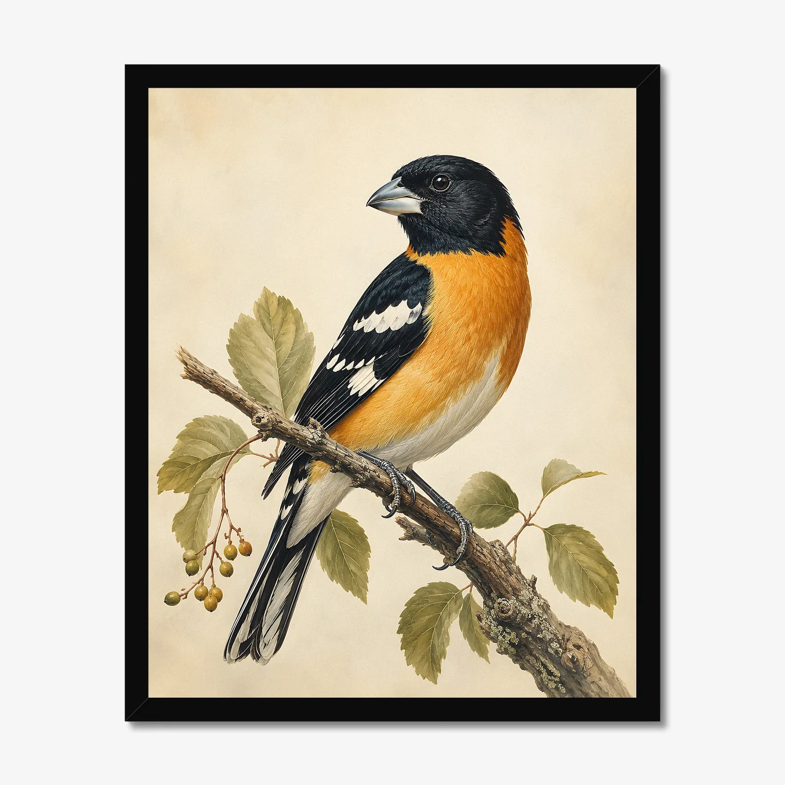 Black-headed Grosbeak Print in a black frame