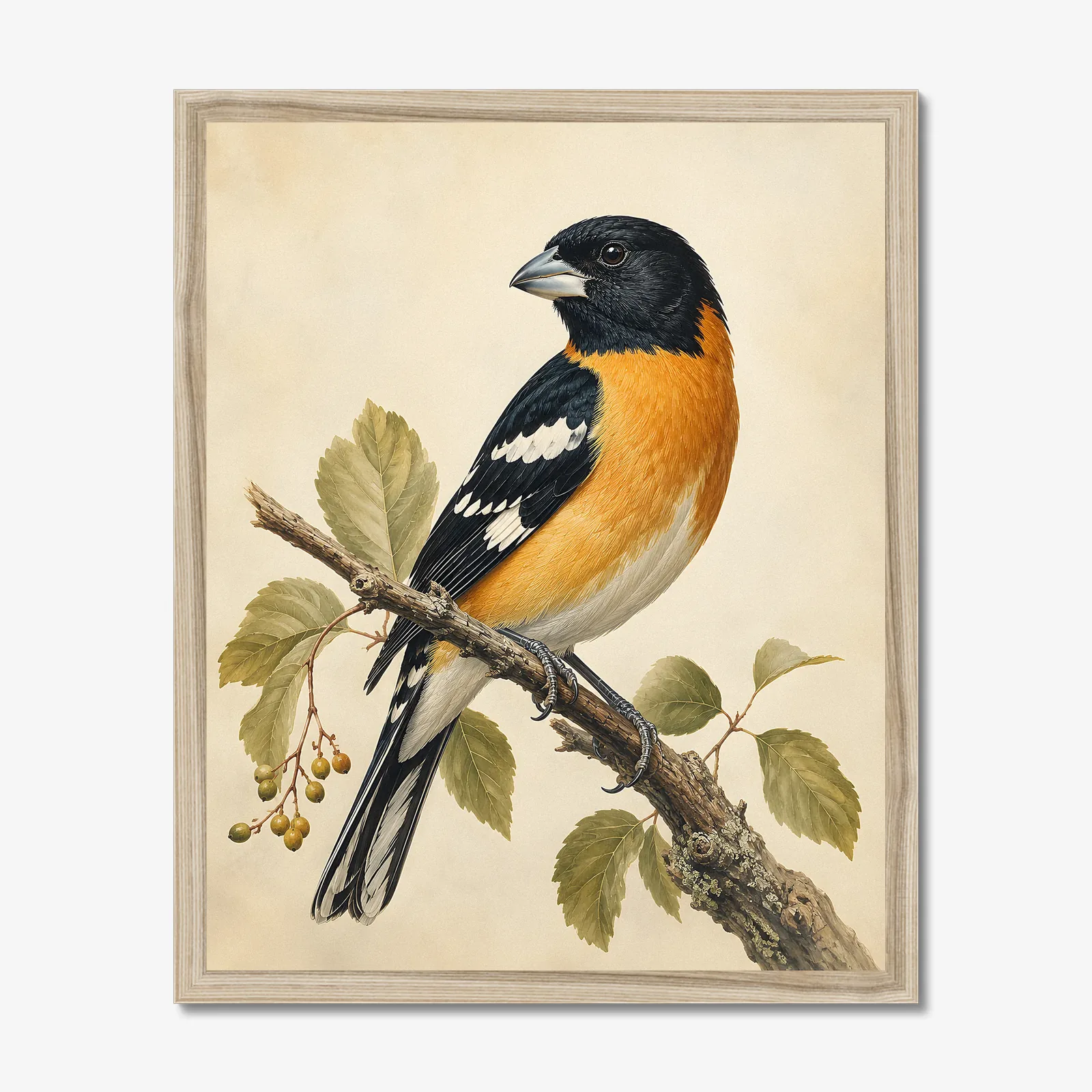 Black-headed Grosbeak Print in a natural frame