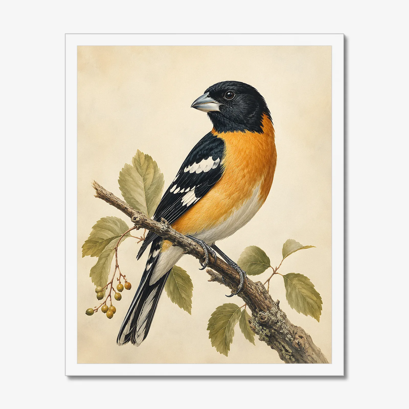 Black-headed Grosbeak Print in a white frame