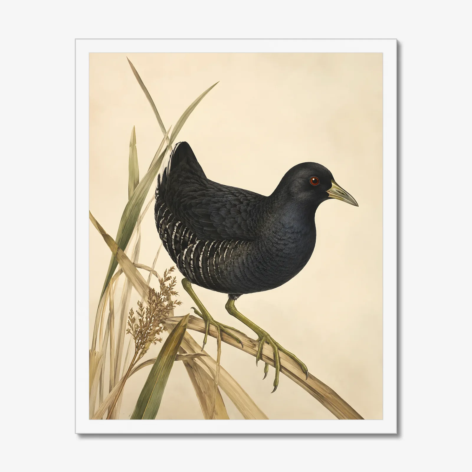 Black Rail Print in a white frame