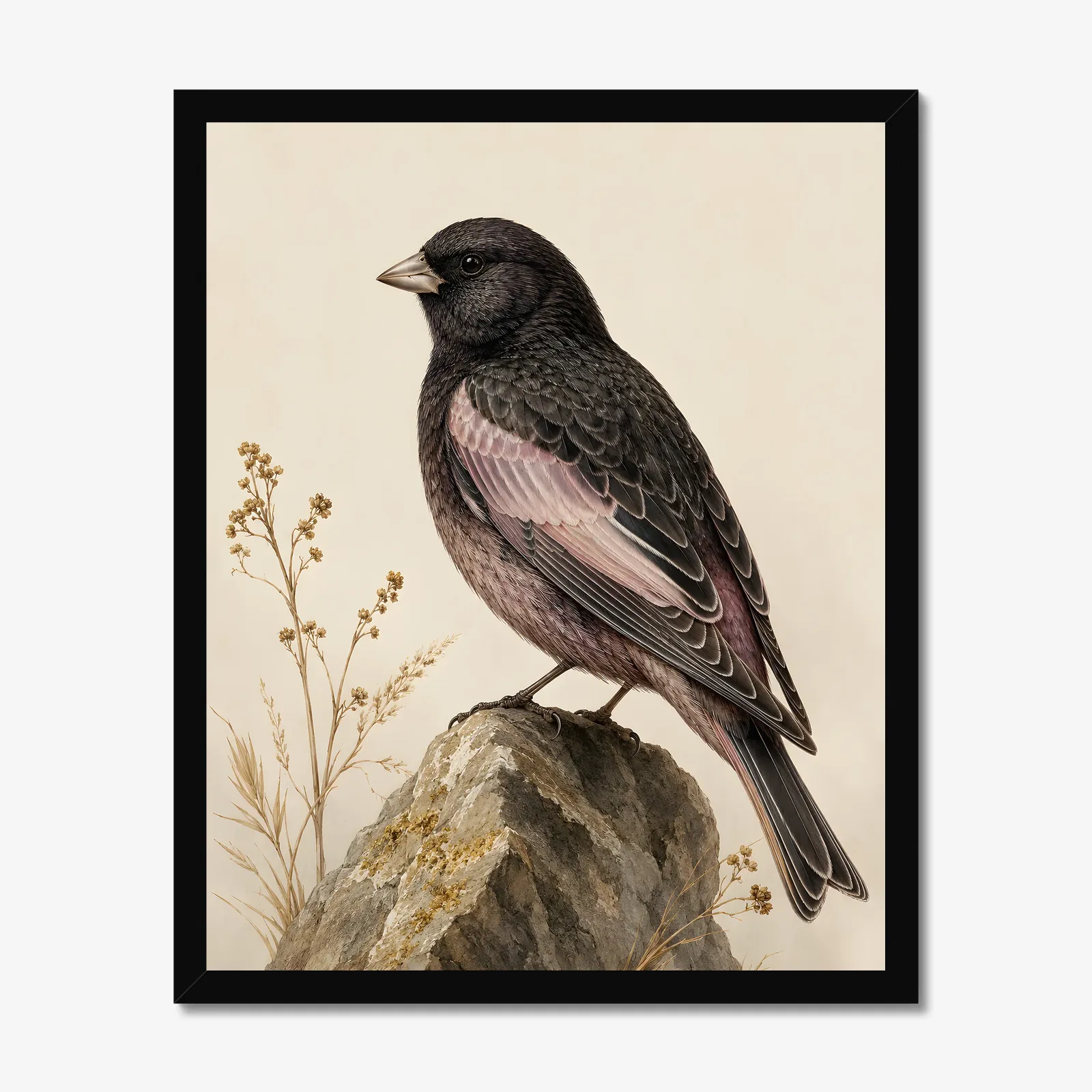 Black Rosy Finch Print in a black frame