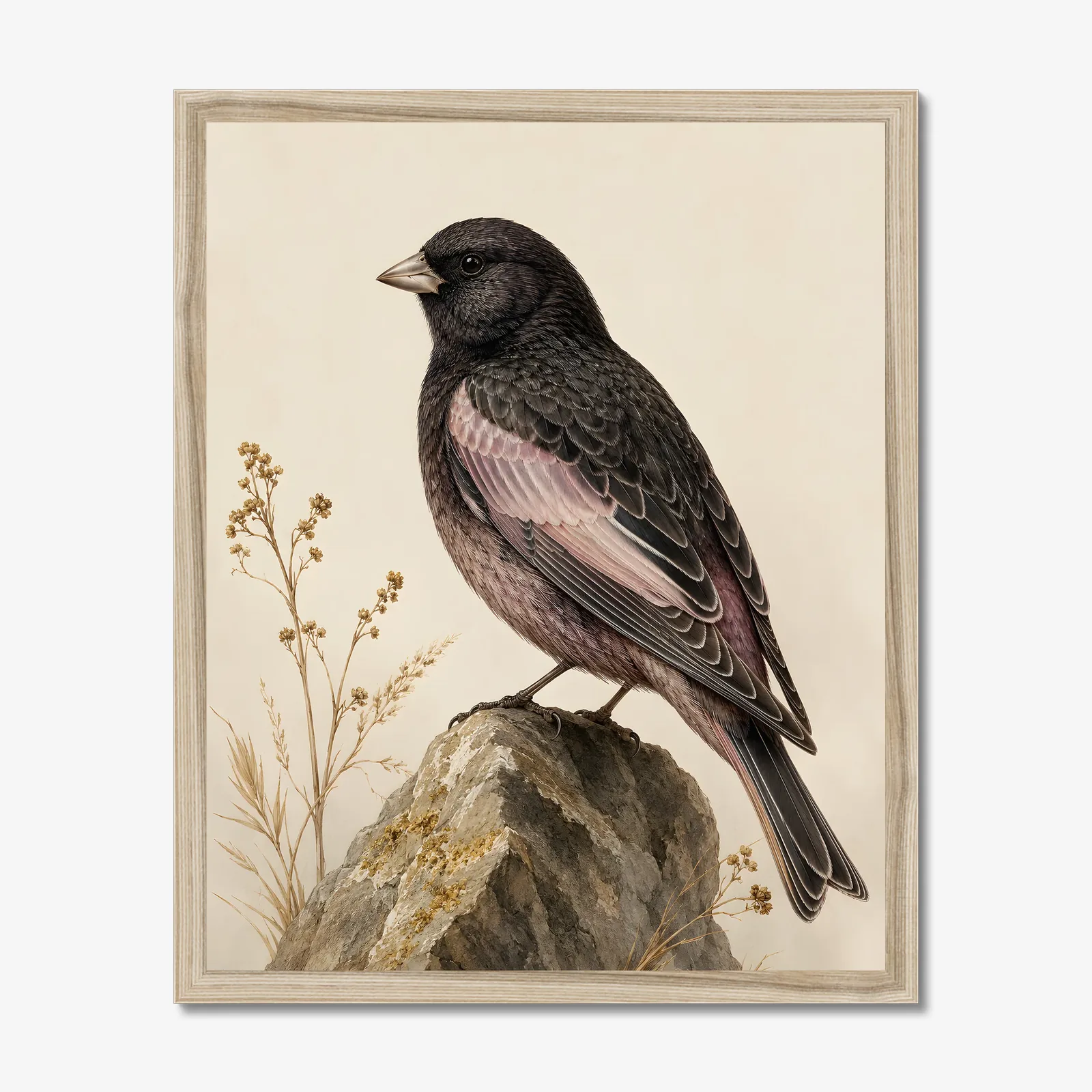 Black Rosy Finch Print in a natural frame