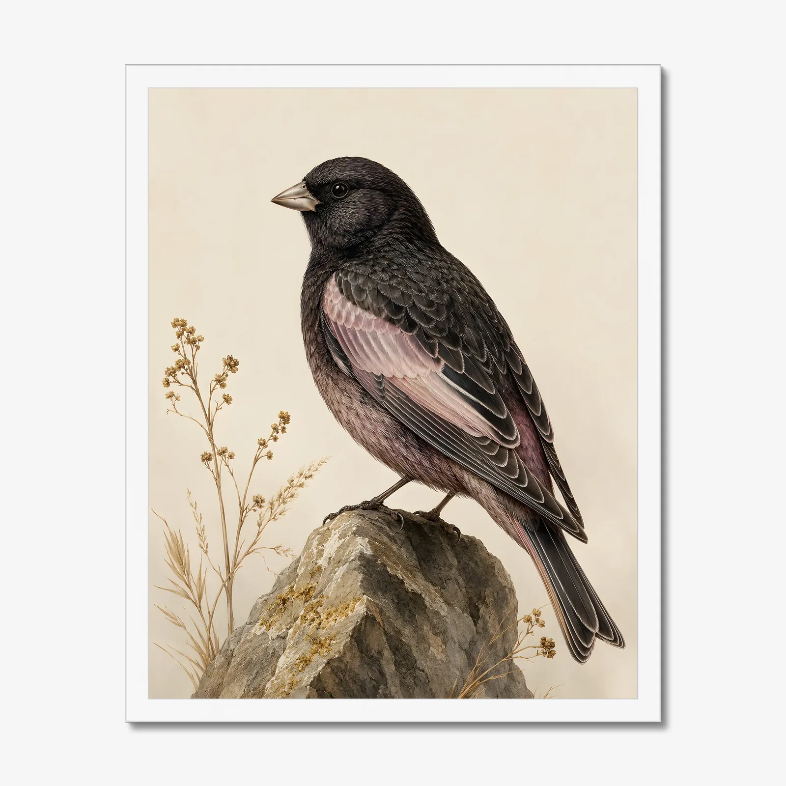 Black Rosy Finch Print in a white frame
