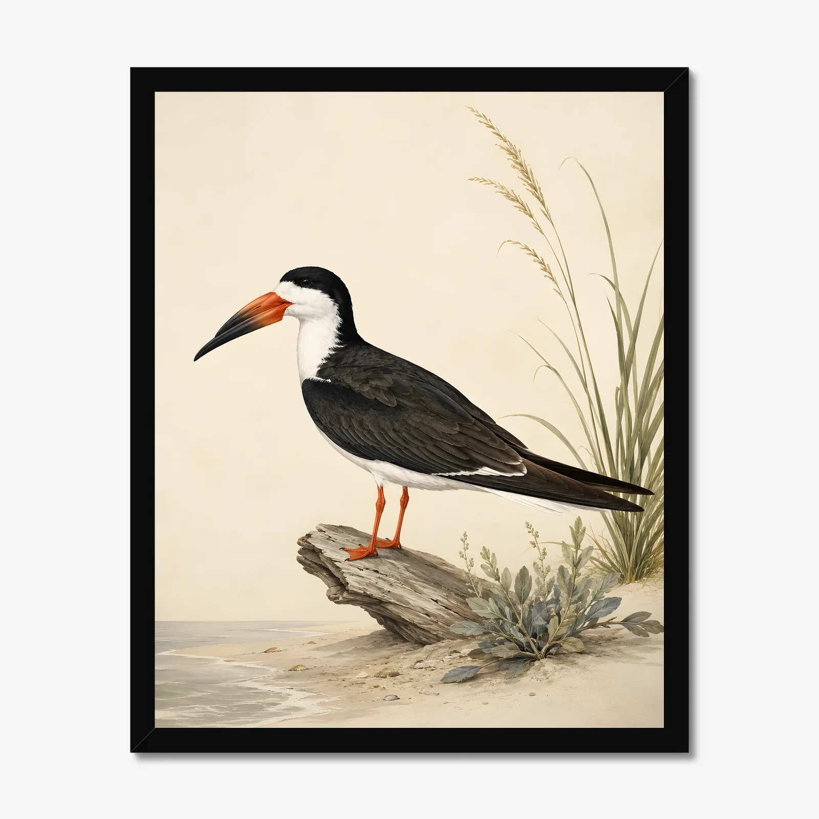 Black Skimmer Print in a black frame