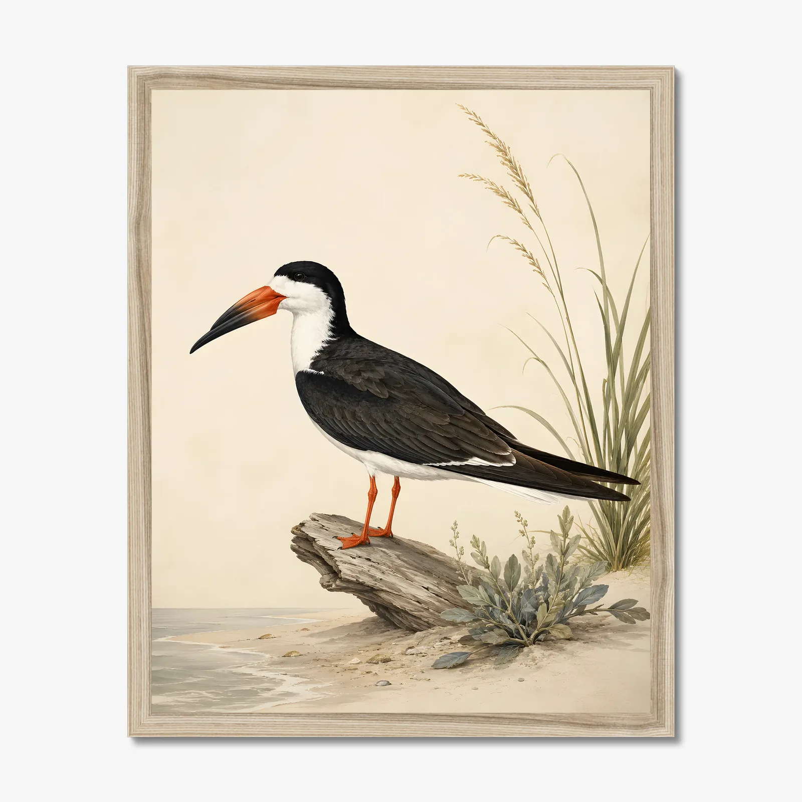 Black Skimmer Print in a natural frame