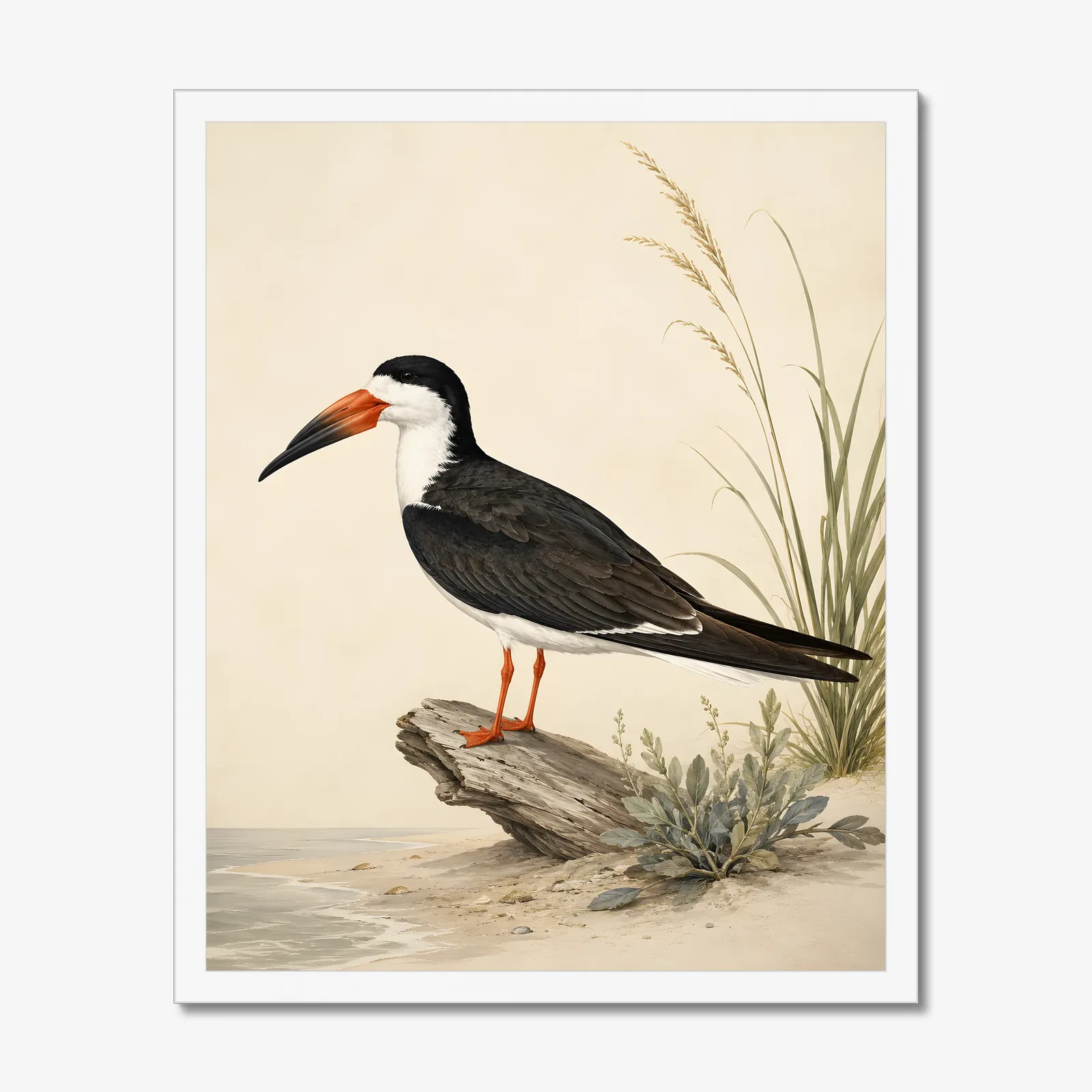 Black Skimmer Print in a white frame