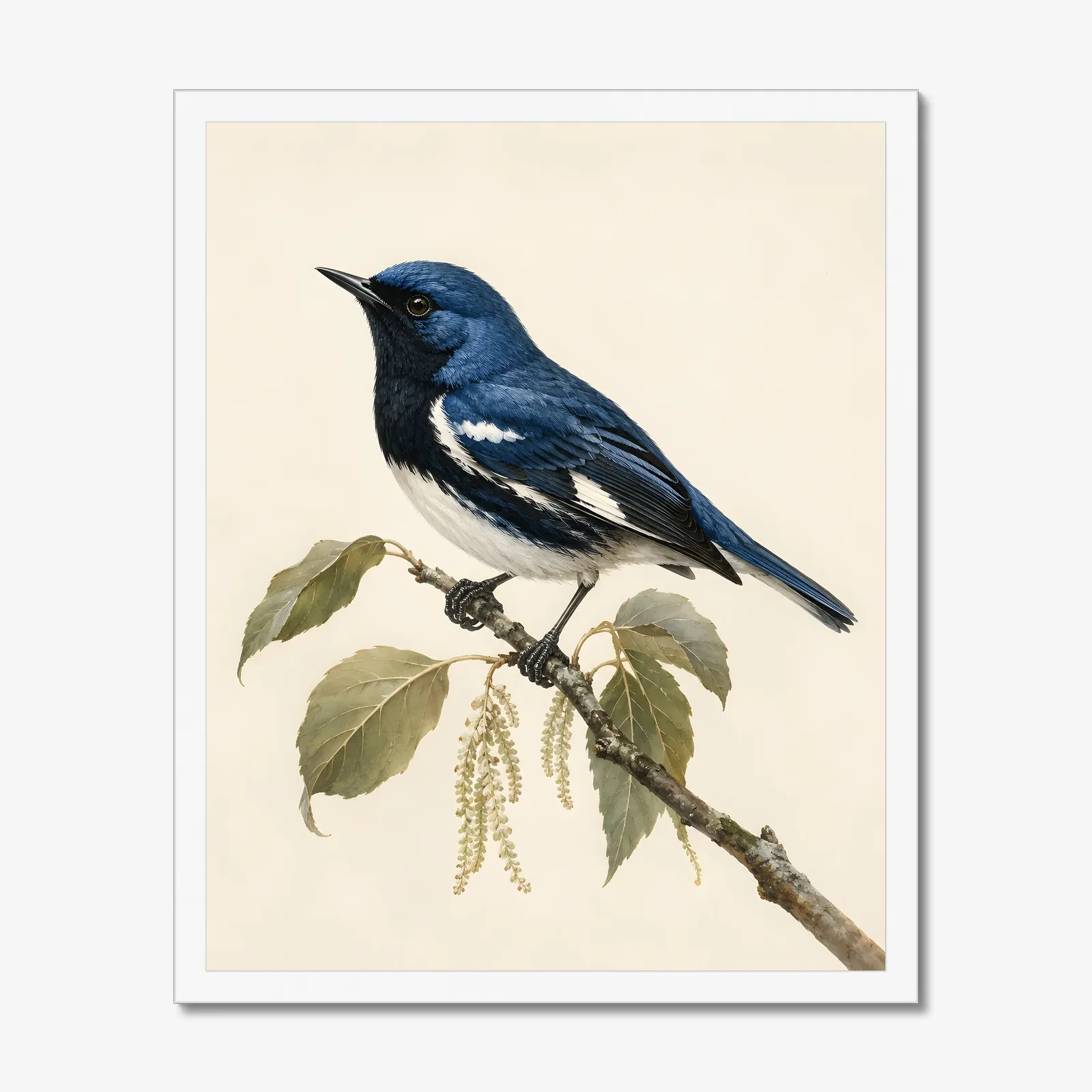Black-throated Blue Warbler Print in a white frame