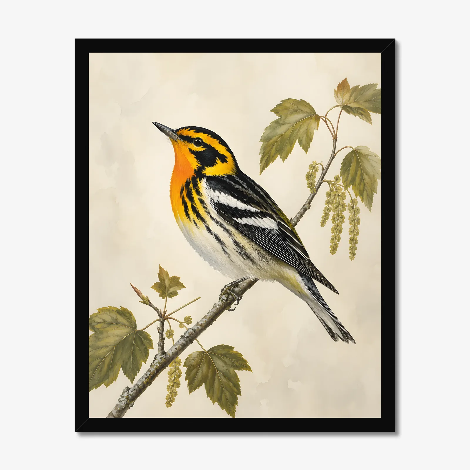 Blackburnian Warbler Print in a black frame