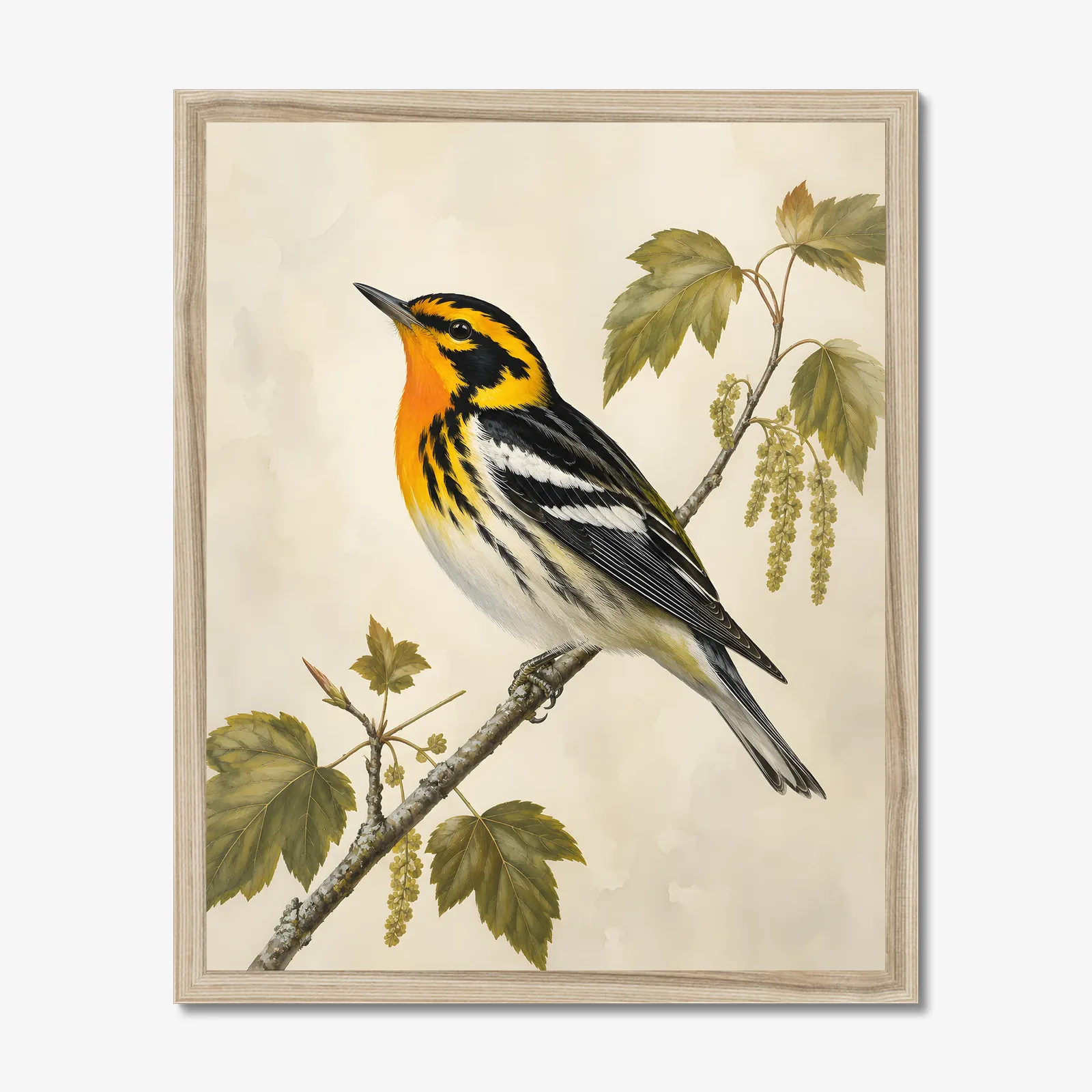 Blackburnian Warbler Print in a natural frame