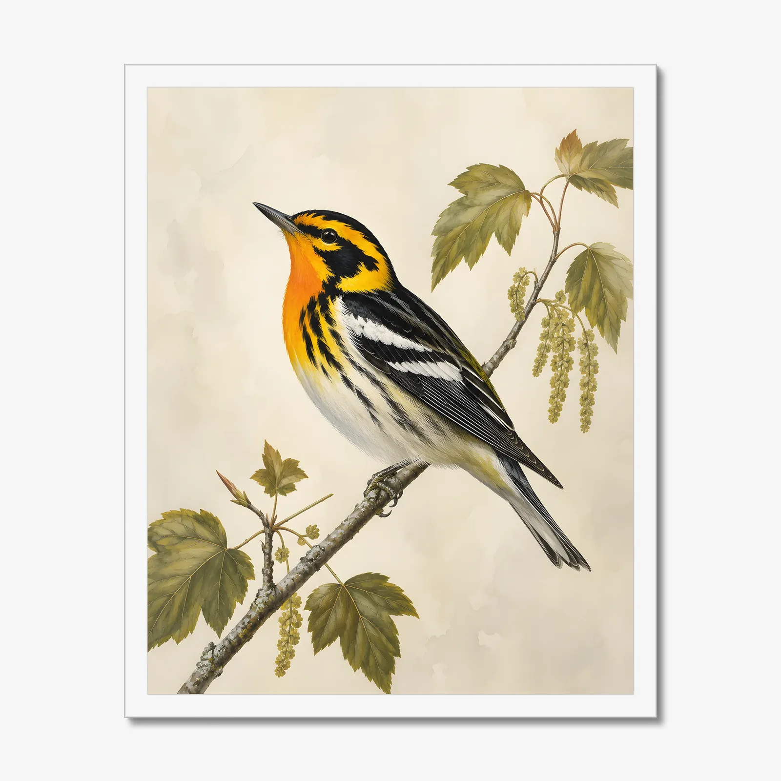 Blackburnian Warbler Print in a white frame
