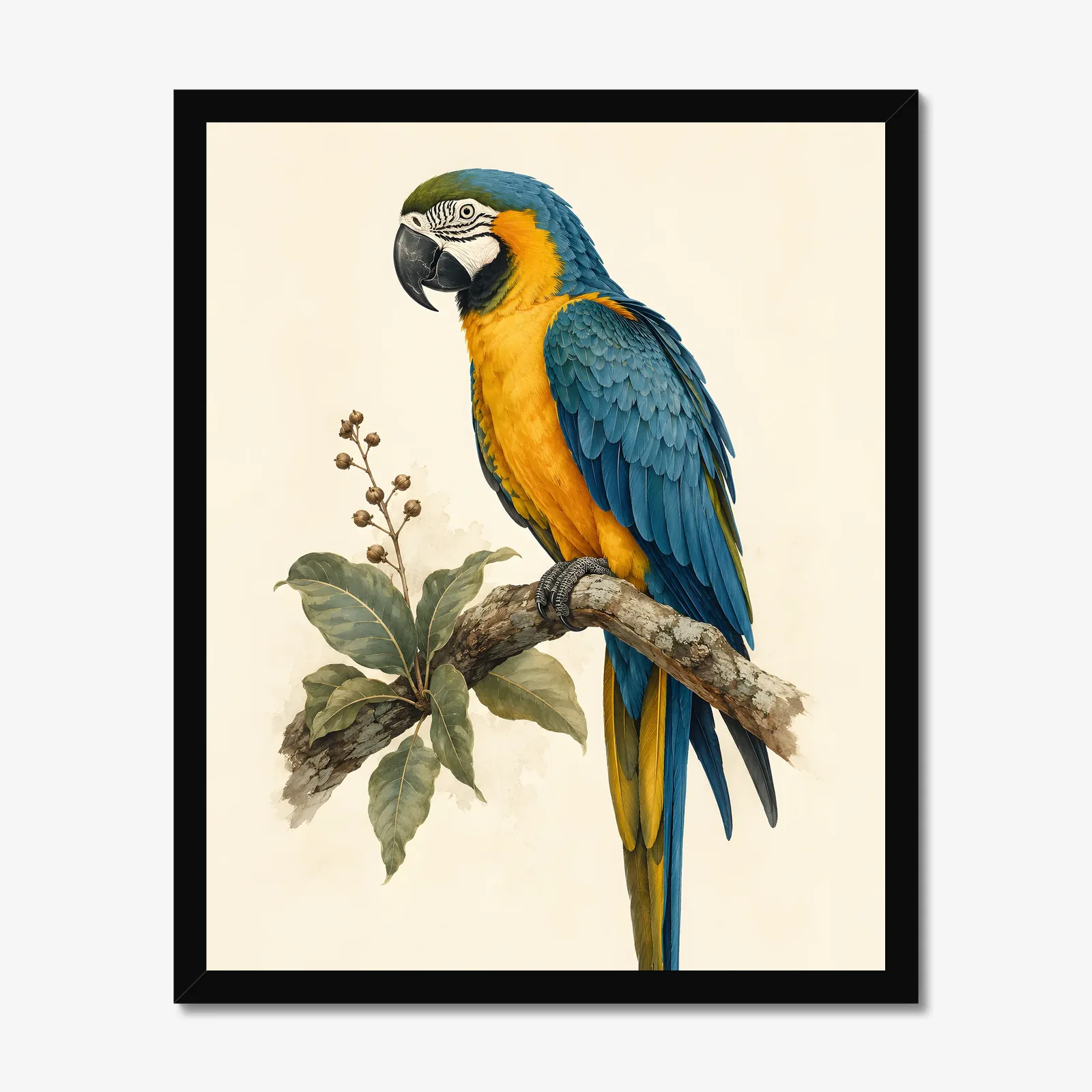 Blue-and-Gold Macaw Print in a black frame