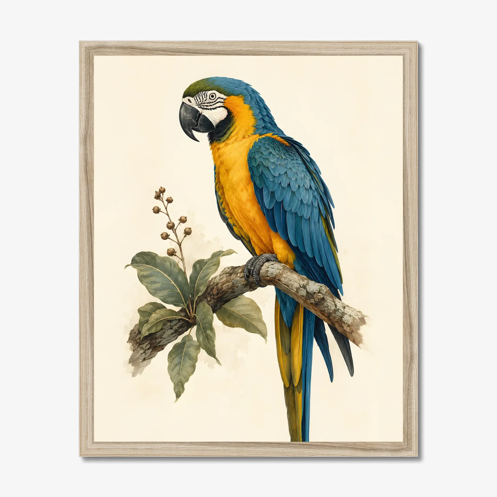 Blue-and-Gold Macaw Print shown as a fine-art print