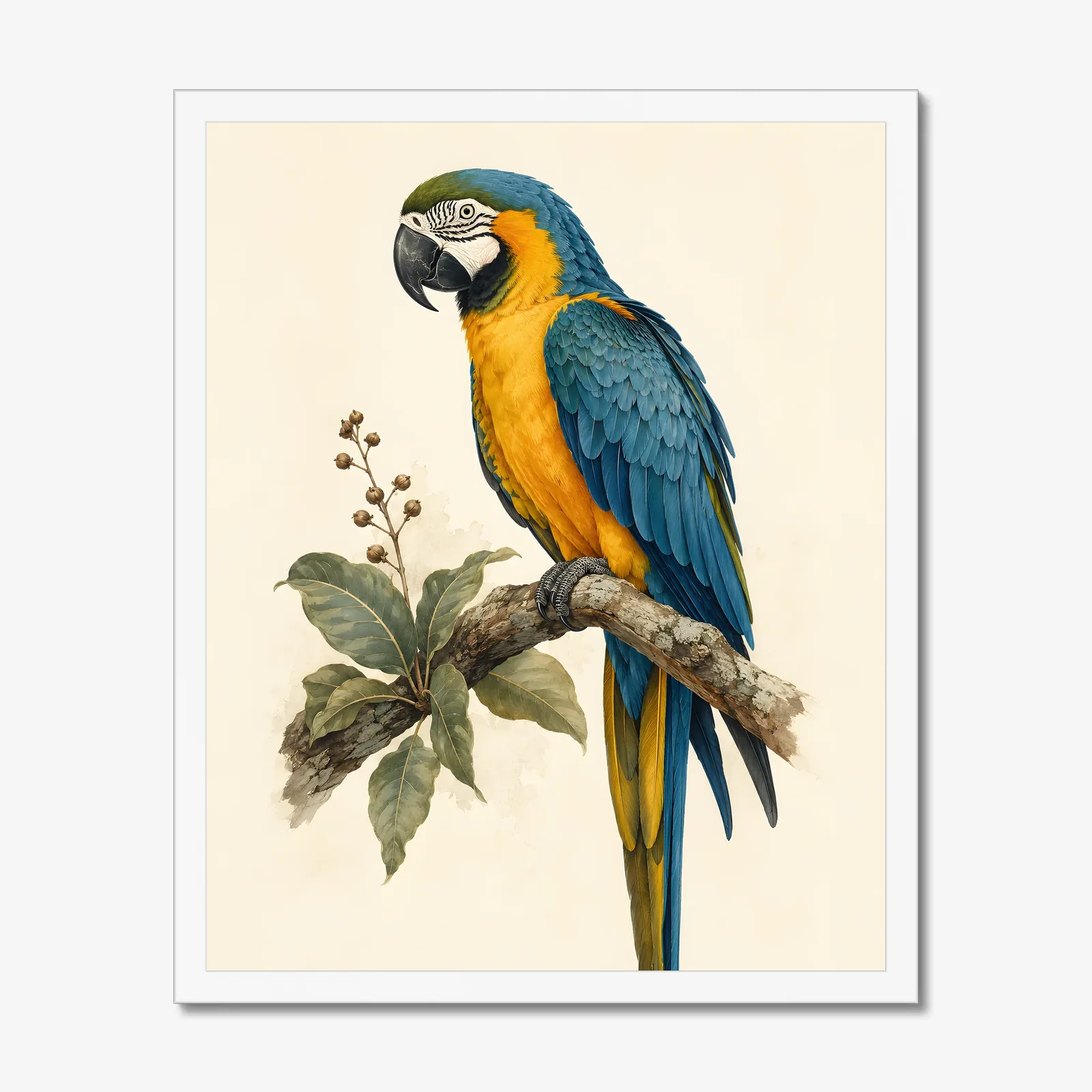 Blue-and-Gold Macaw Print in a white frame