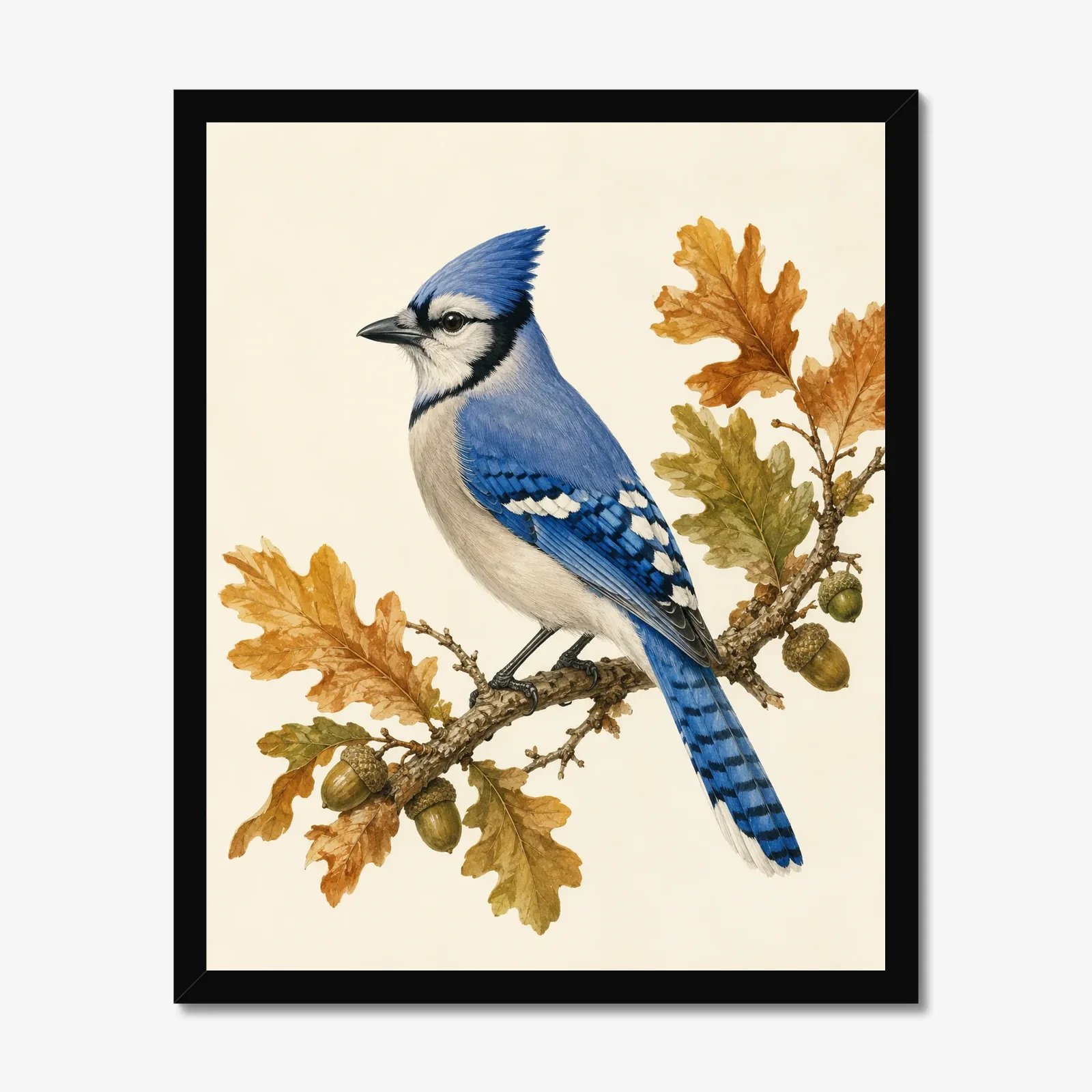 Blue Jay Print on Autumn Oak in a black frame