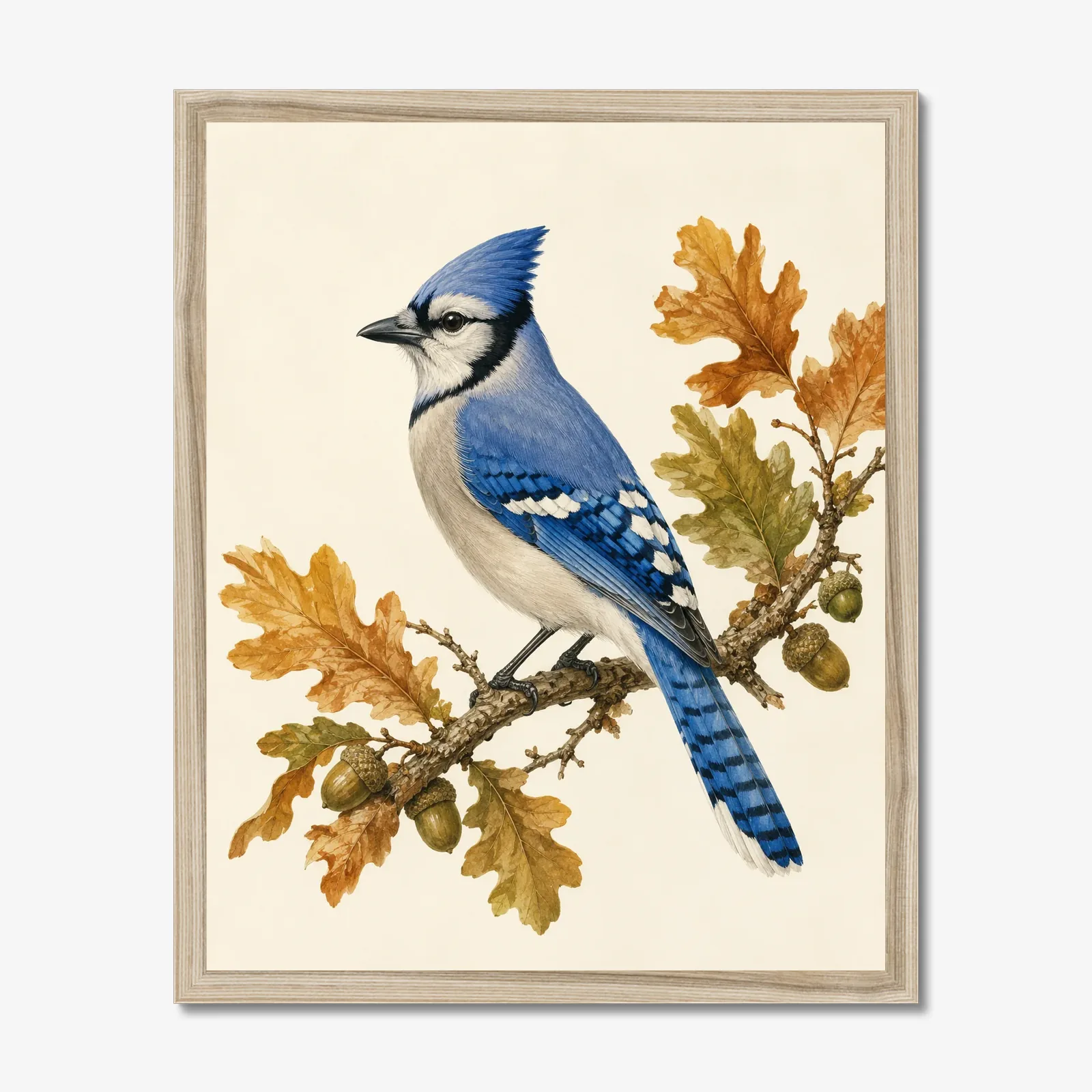 Blue Jay Print on Autumn Oak shown as a fine-art print