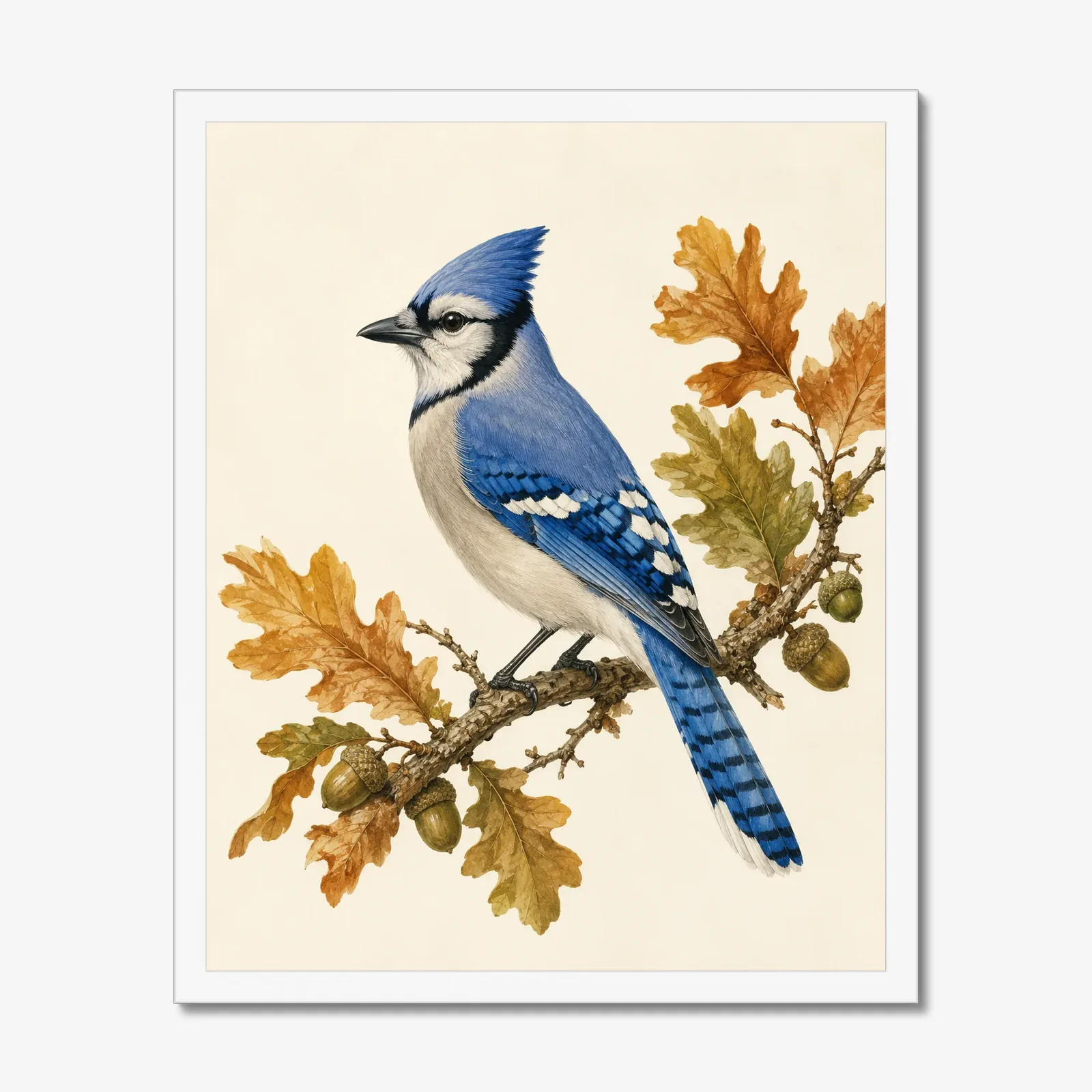 Blue Jay Print on Autumn Oak in a white frame