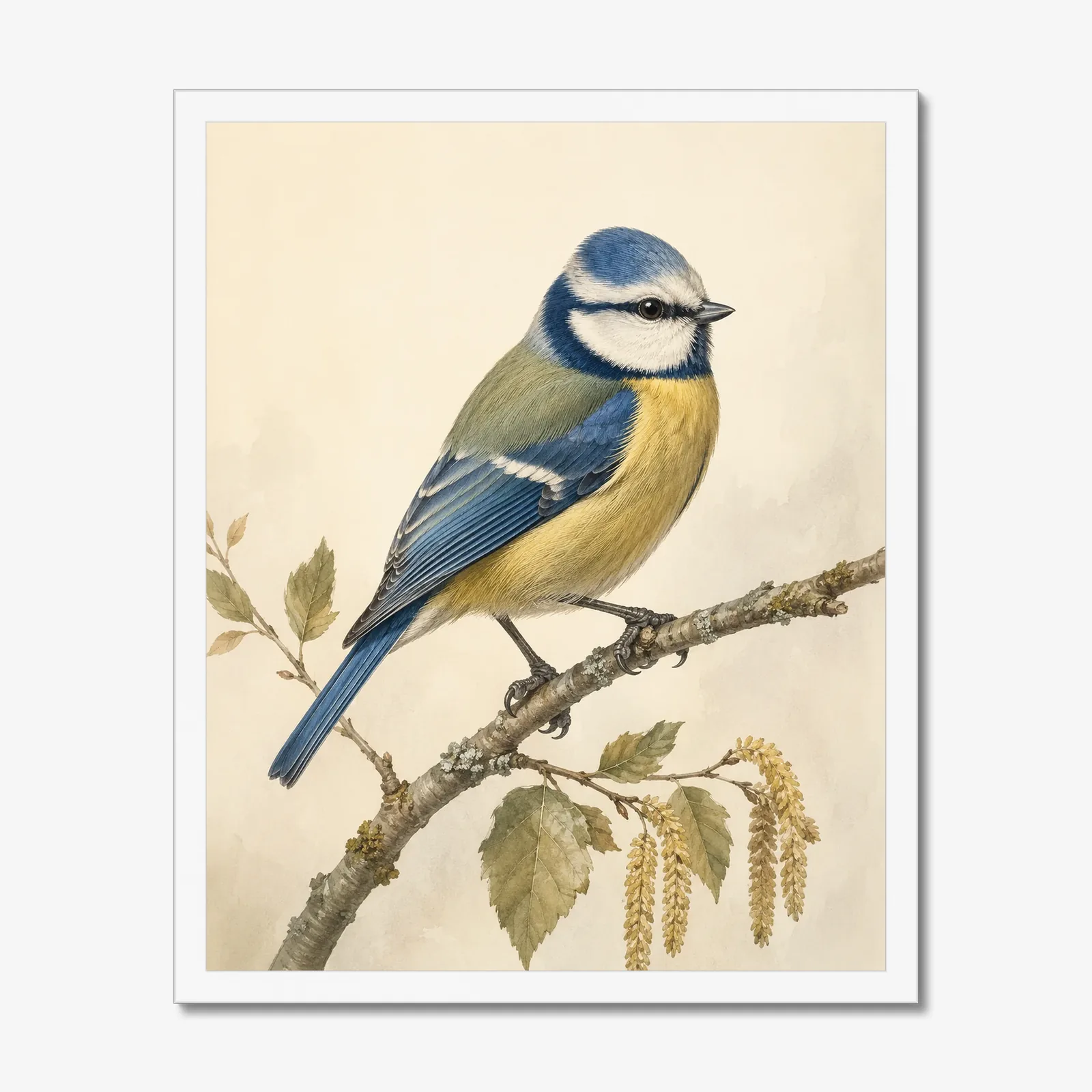 Blue Tit Print in a white frame