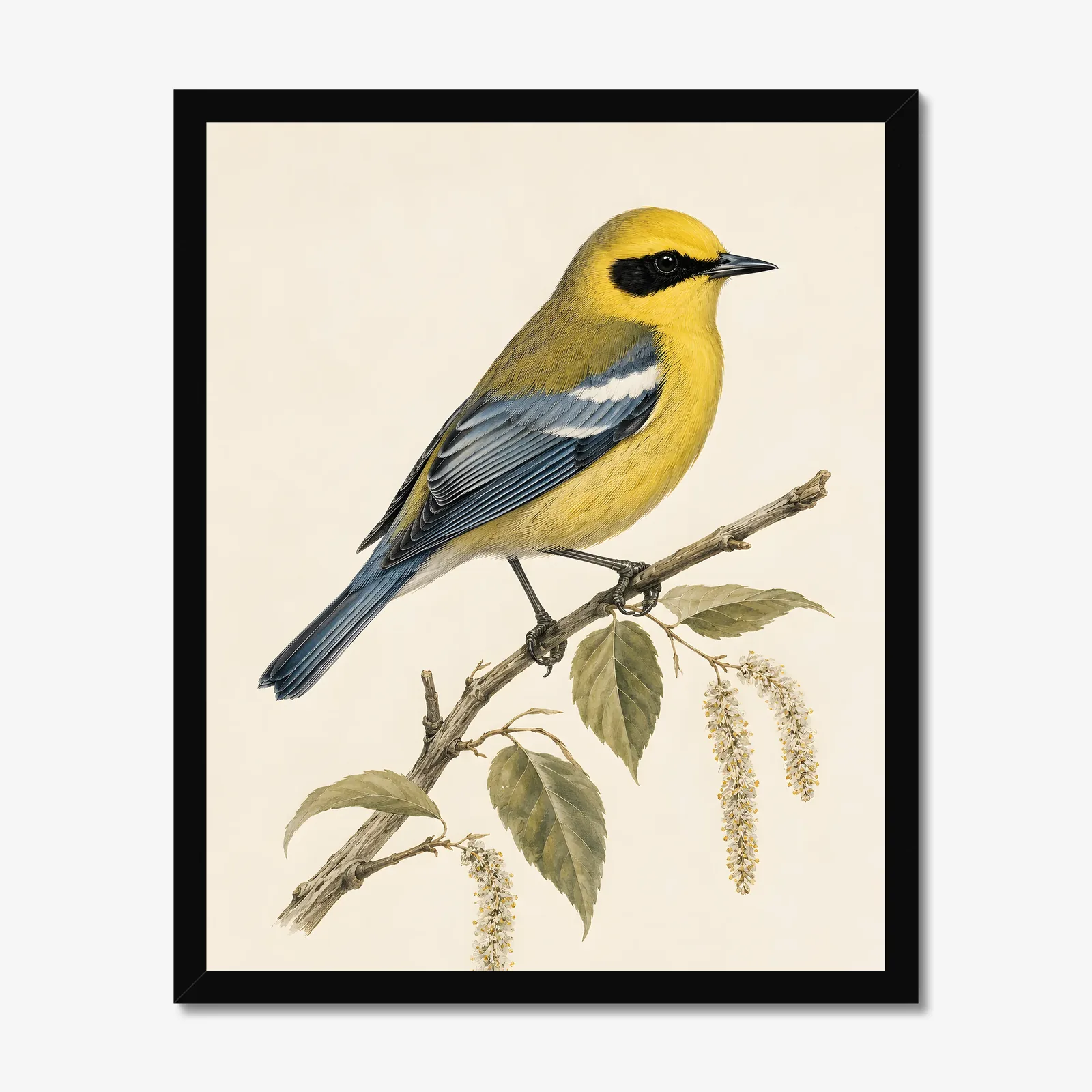 Blue-winged Warbler Print in a black frame