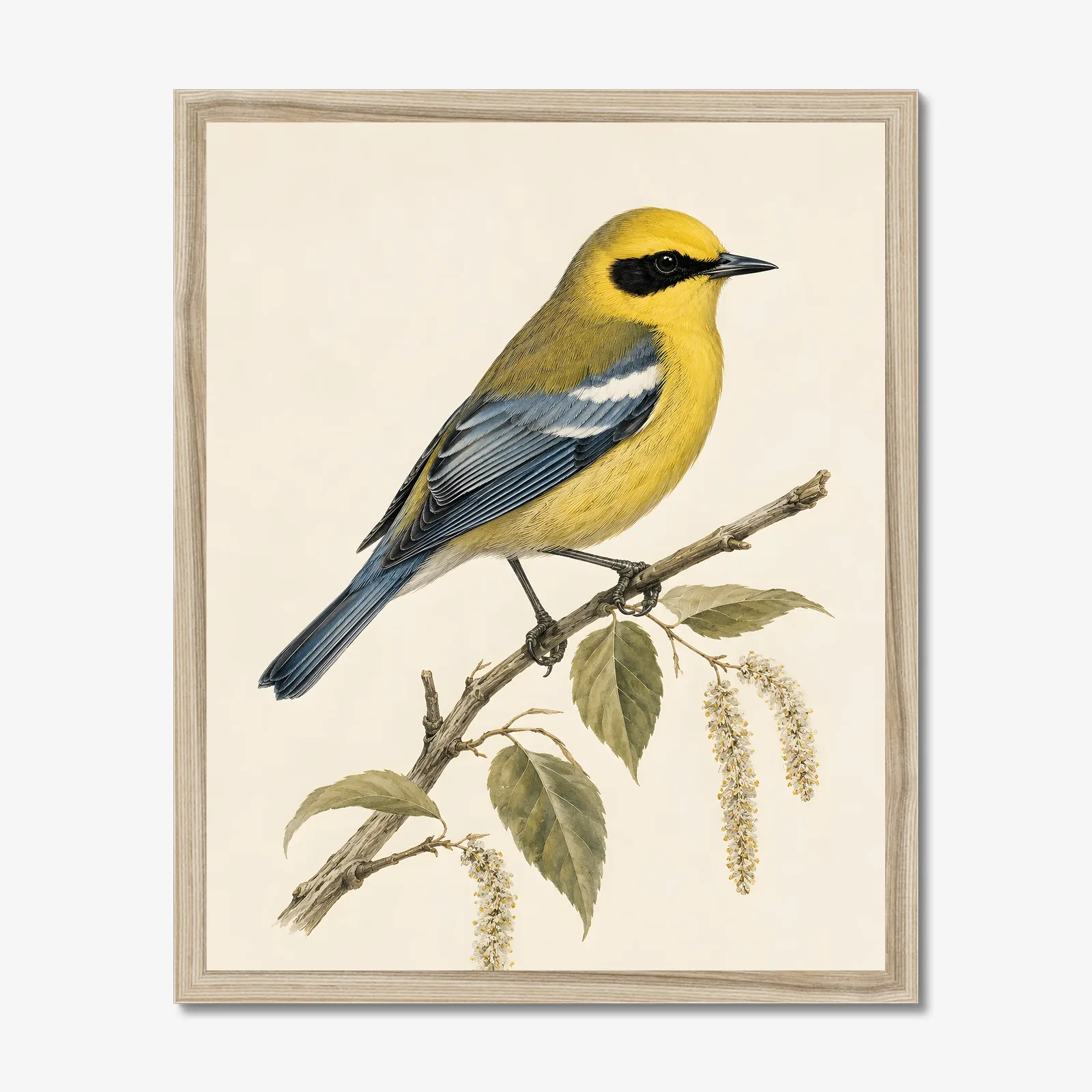 Blue-winged Warbler Print in a natural frame