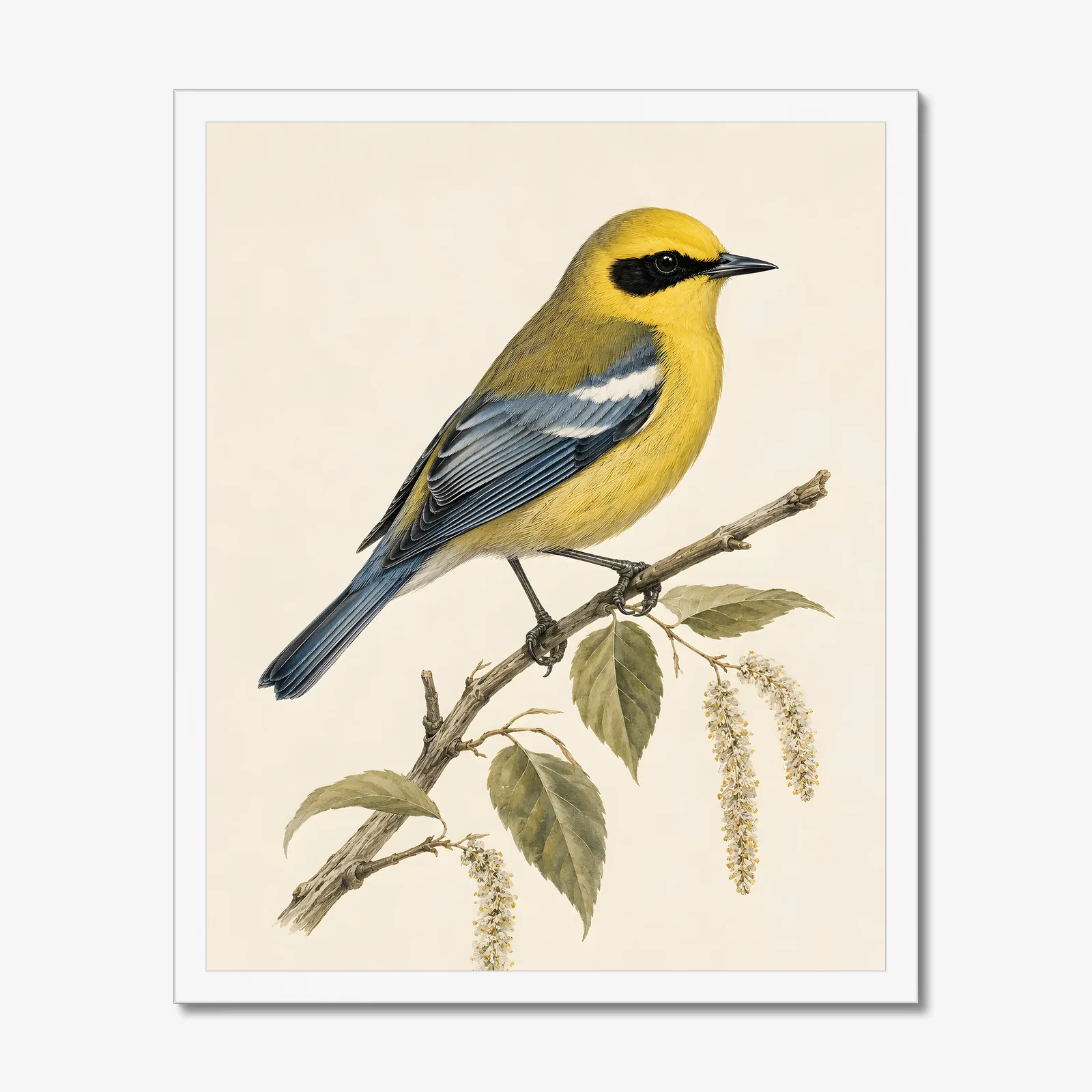 Blue-winged Warbler Print in a white frame
