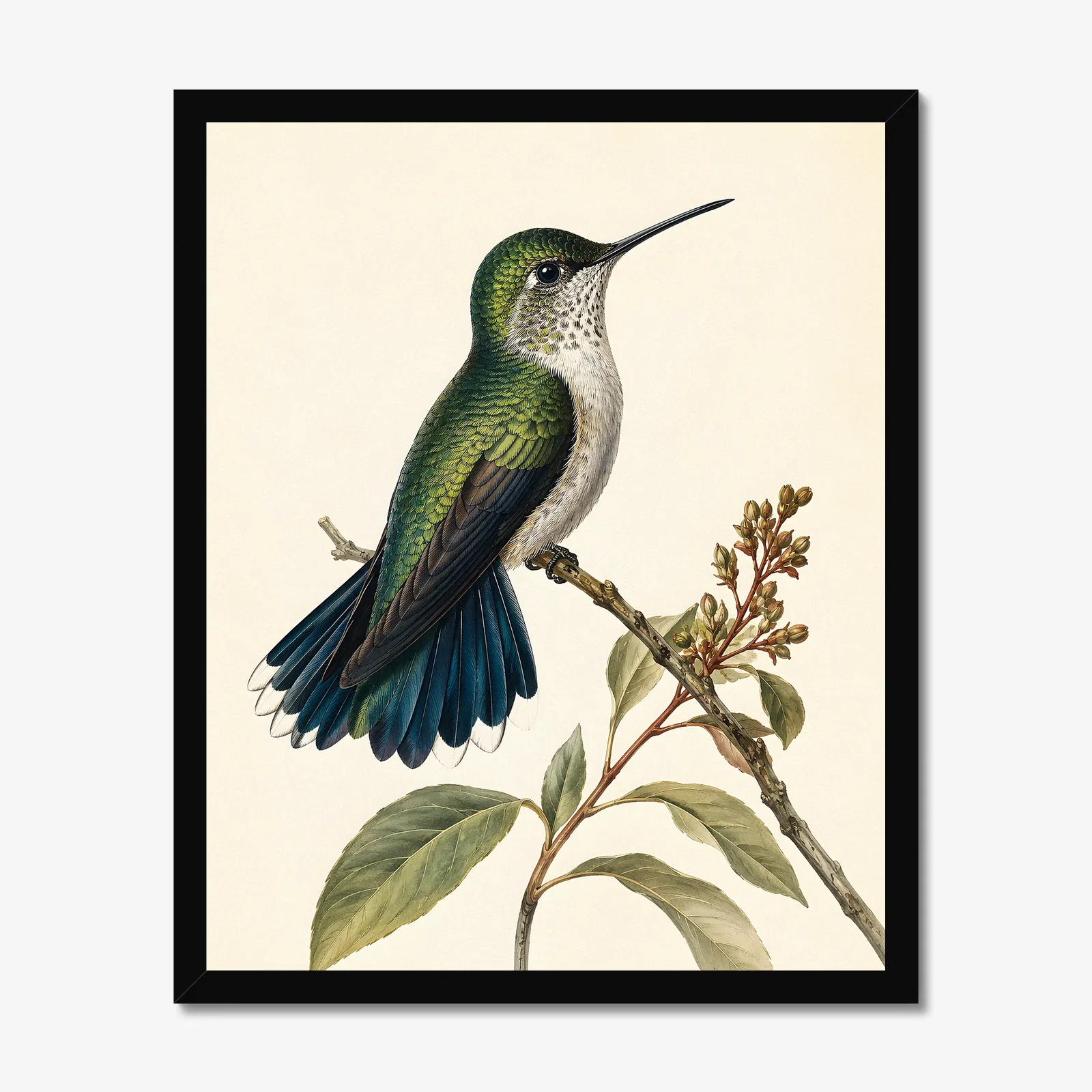 Broad-tailed Hummingbird Print in a black frame