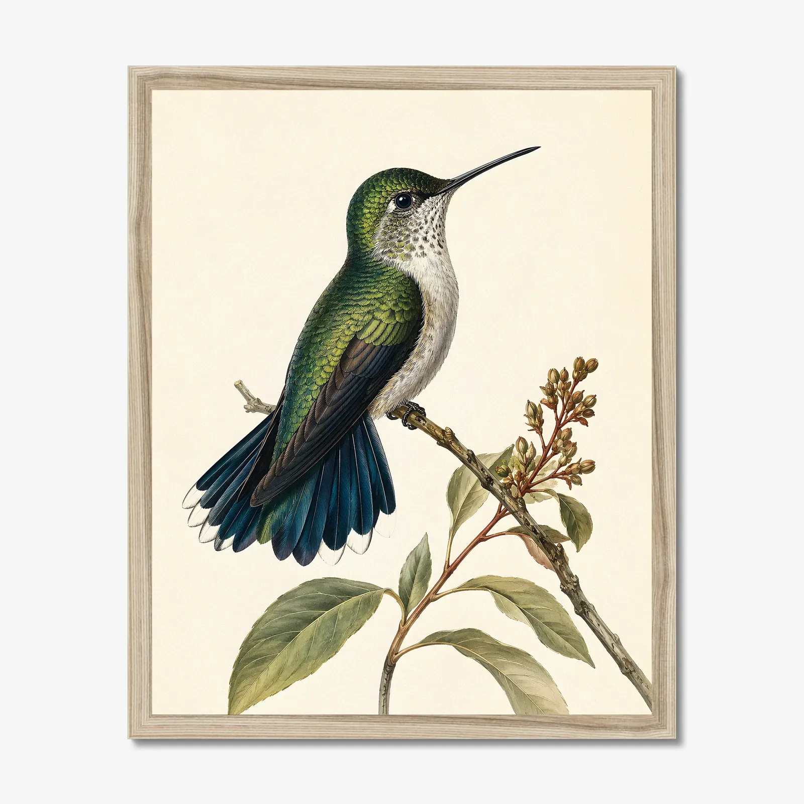 Broad-tailed Hummingbird Print shown as a fine-art print