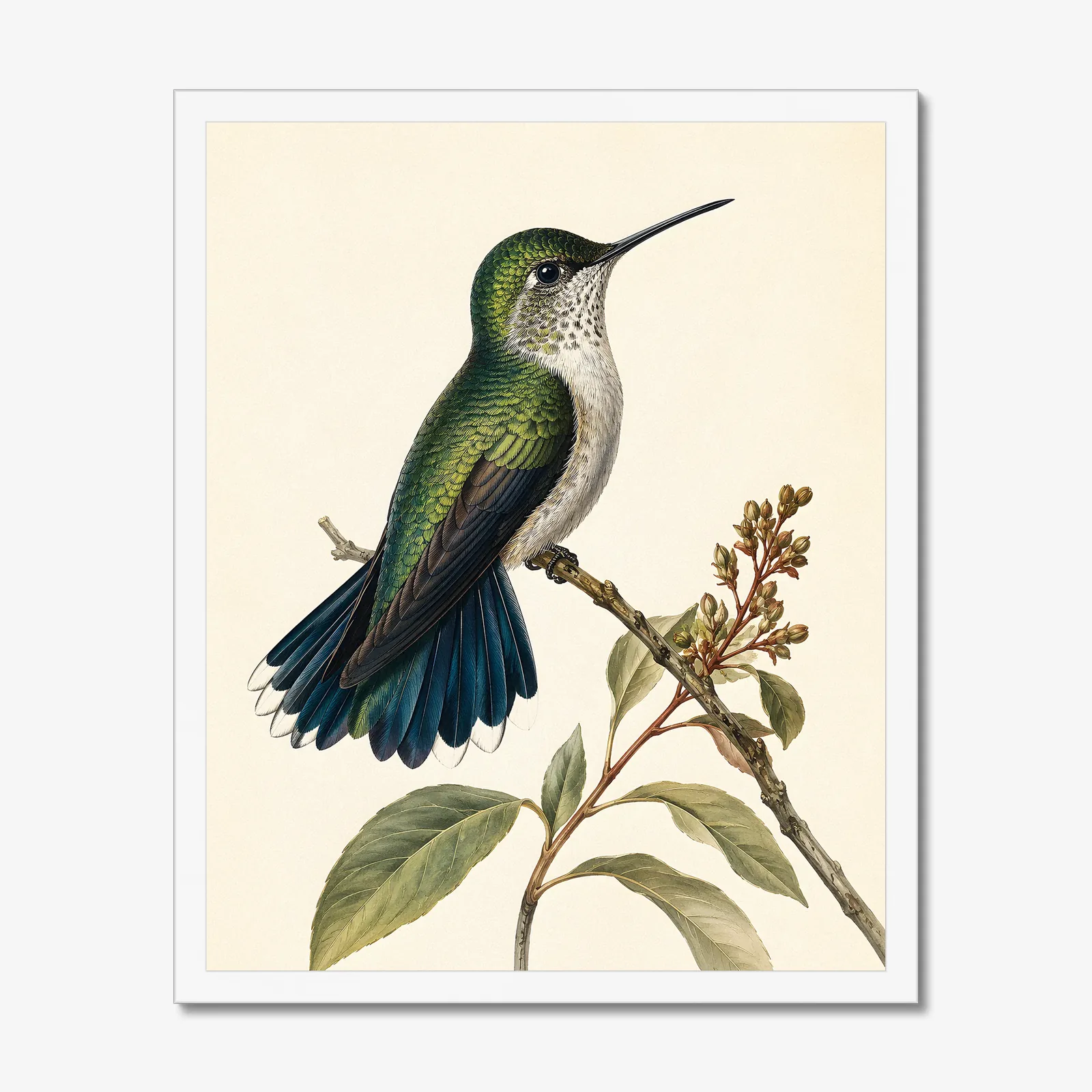 Broad-tailed Hummingbird Print in a white frame