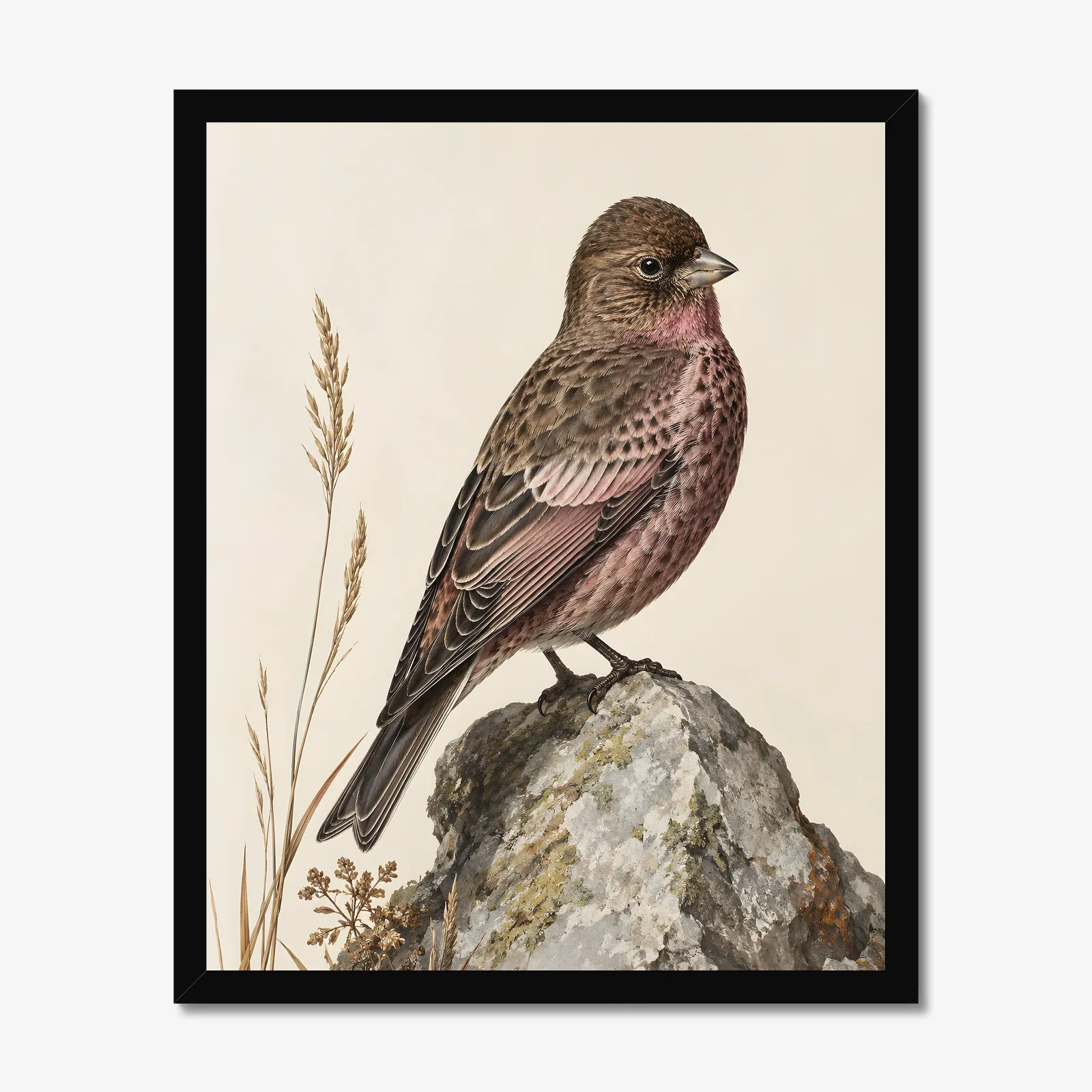 Brown Capped Rosy Finch Print in a black frame
