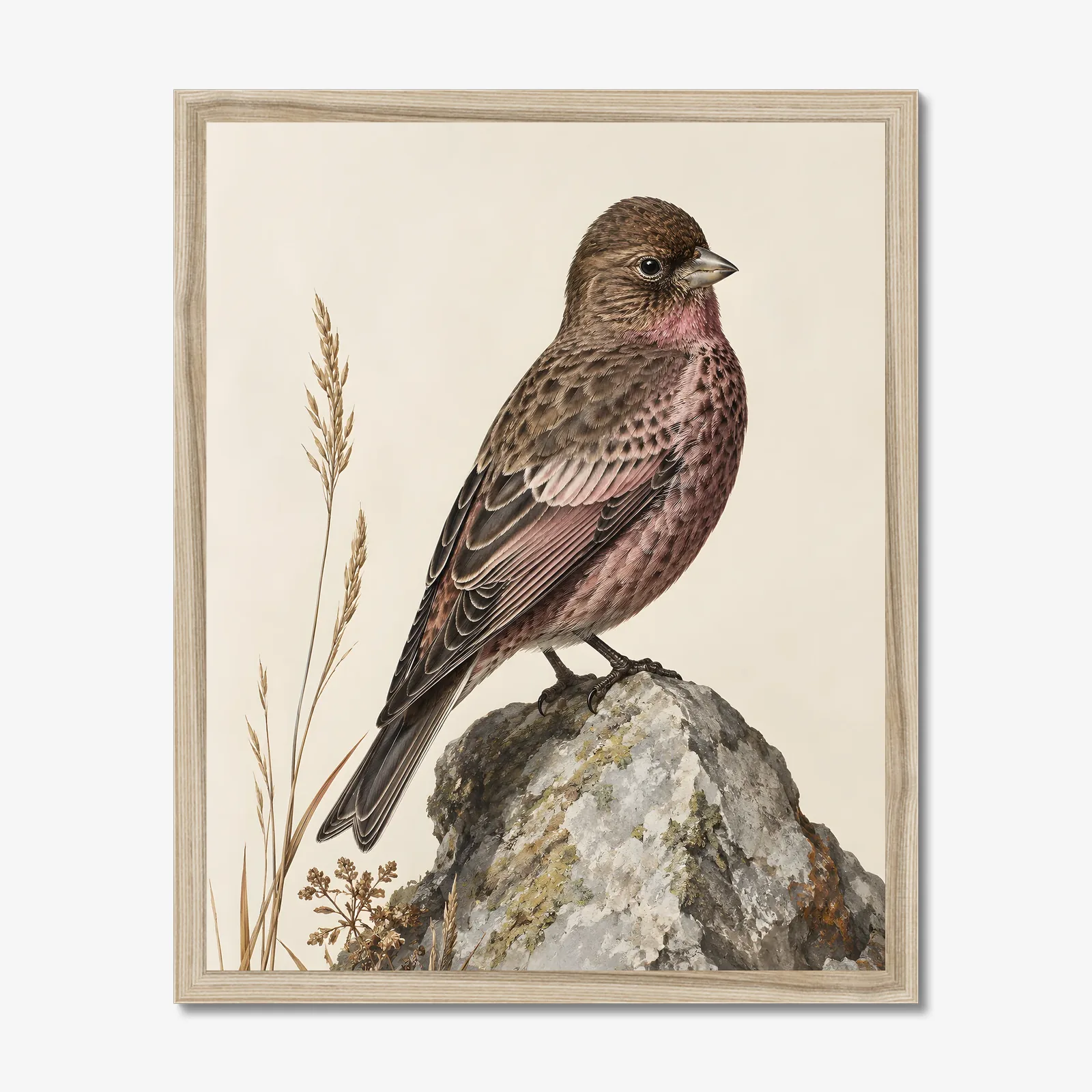Brown Capped Rosy Finch Print in a natural frame