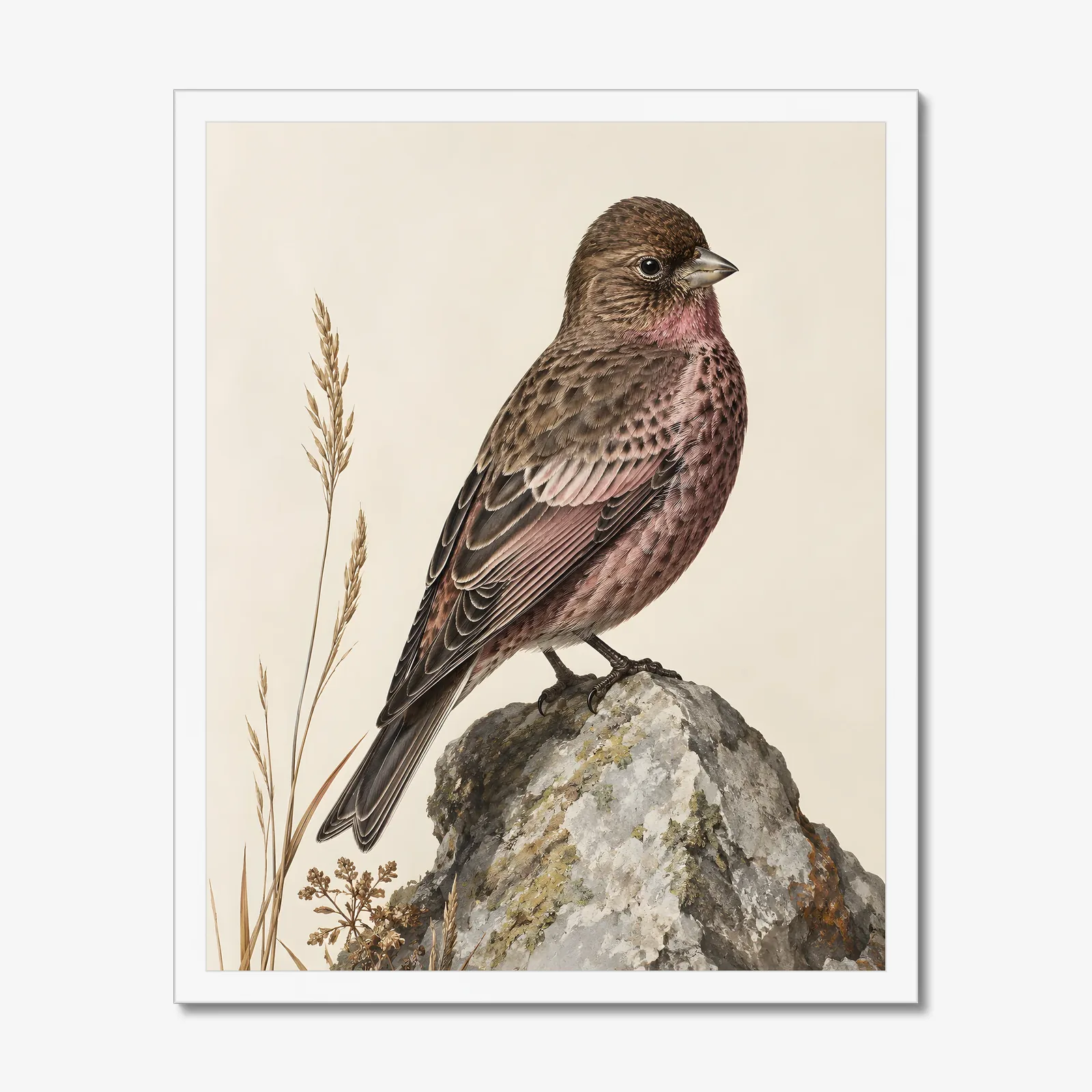 Brown Capped Rosy Finch Print in a white frame
