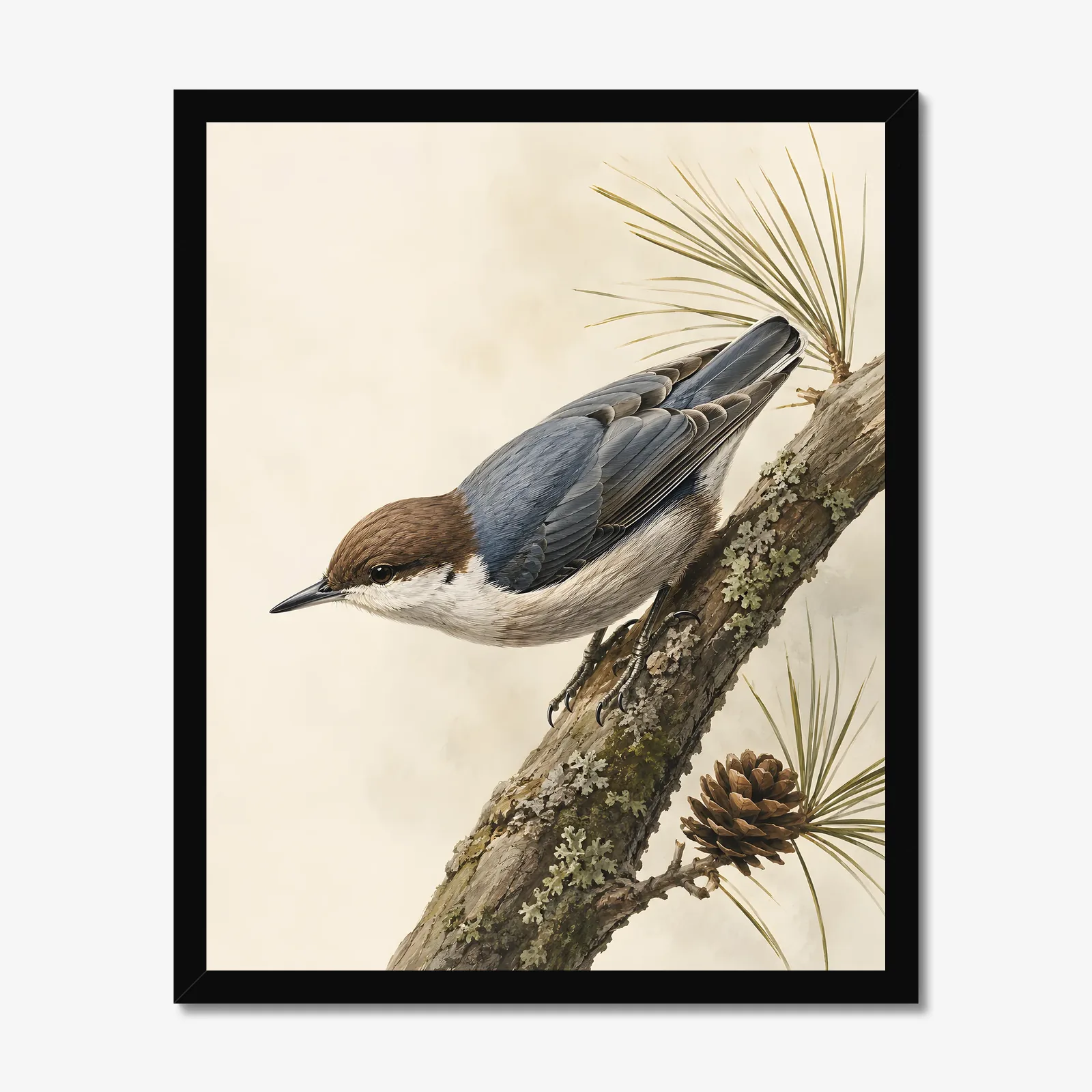 Brown-headed Nuthatch Print in a black frame
