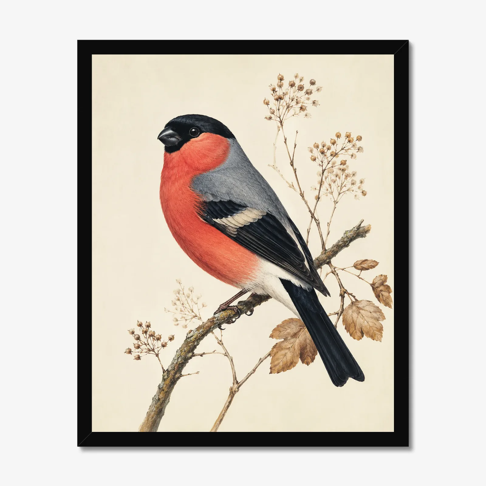 Bullfinch Print in a black frame
