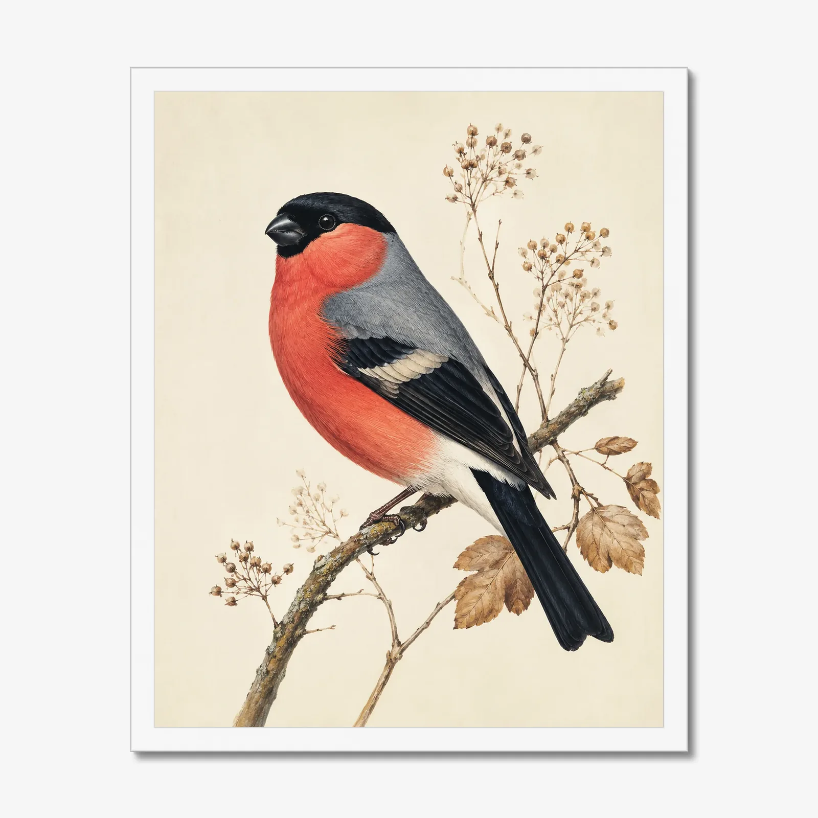 Bullfinch Print in a white frame