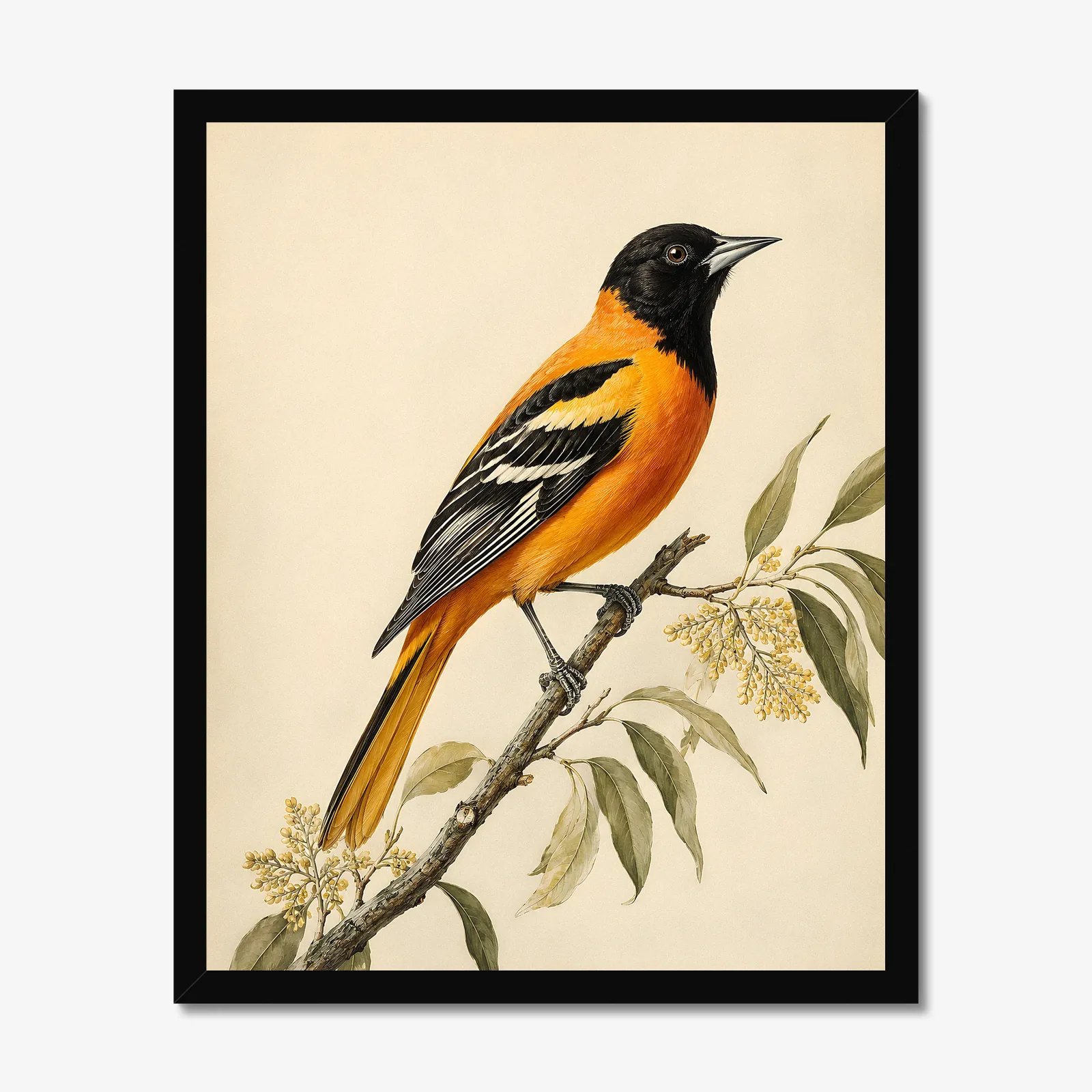 Bullock's Oriole Print in a black frame