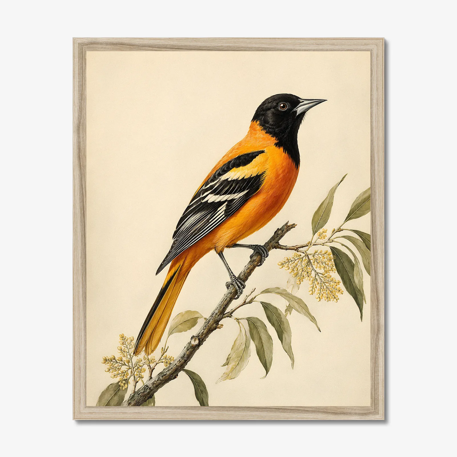 Bullock's Oriole Print in a natural frame