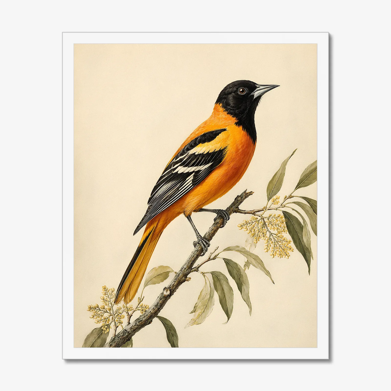 Bullock's Oriole Print in a white frame