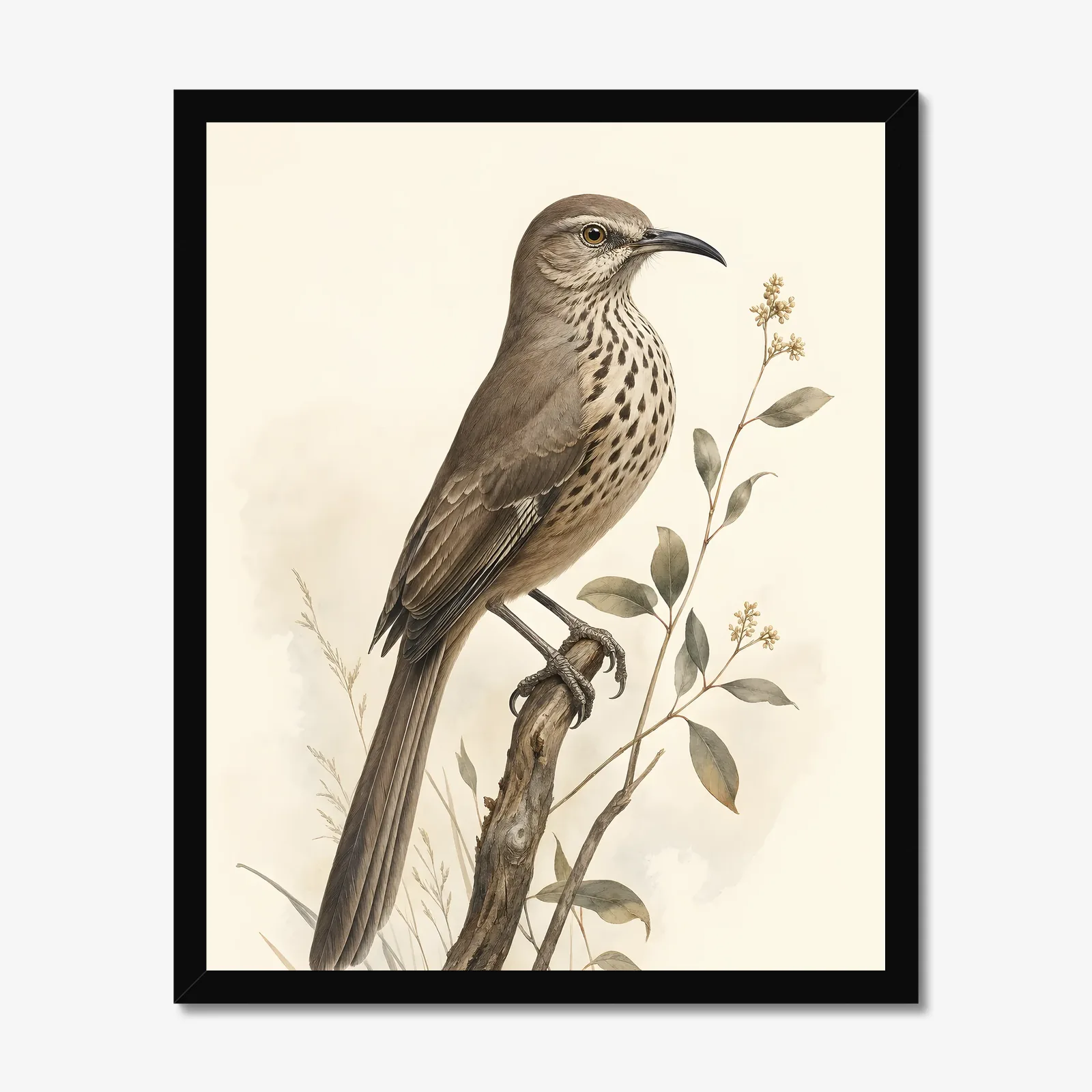 California Thrasher Print in a black frame