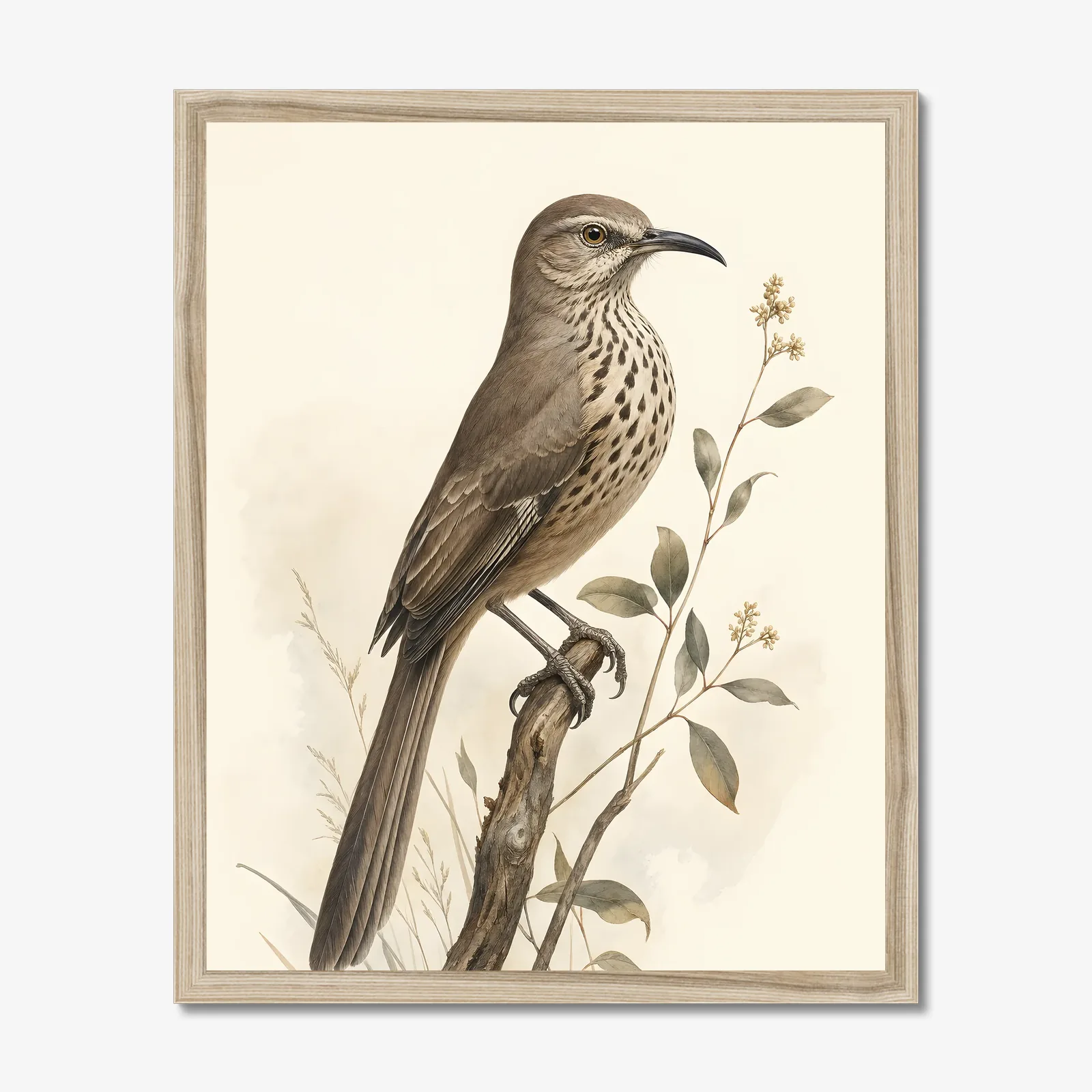 California Thrasher Print in a natural frame