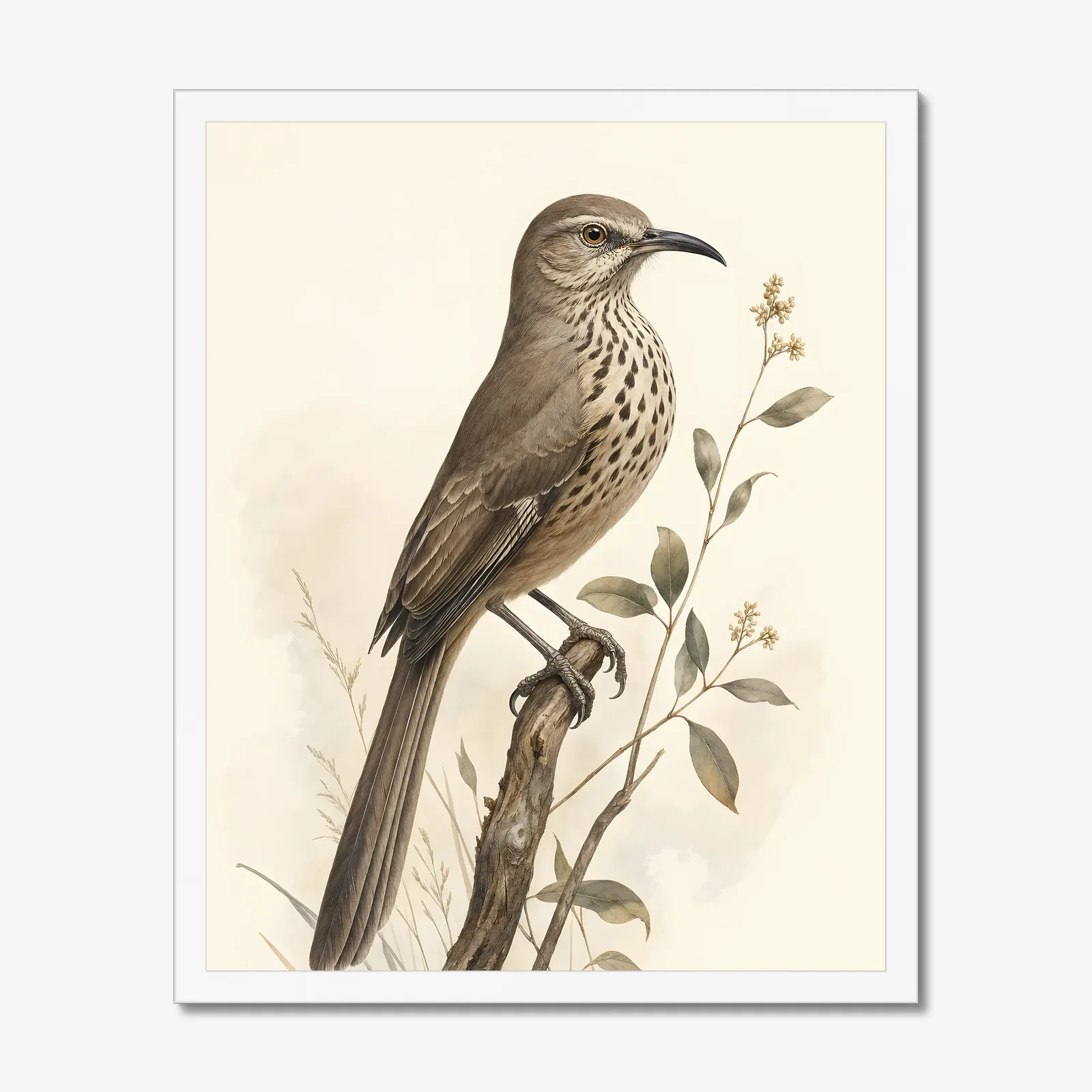 California Thrasher Print in a white frame