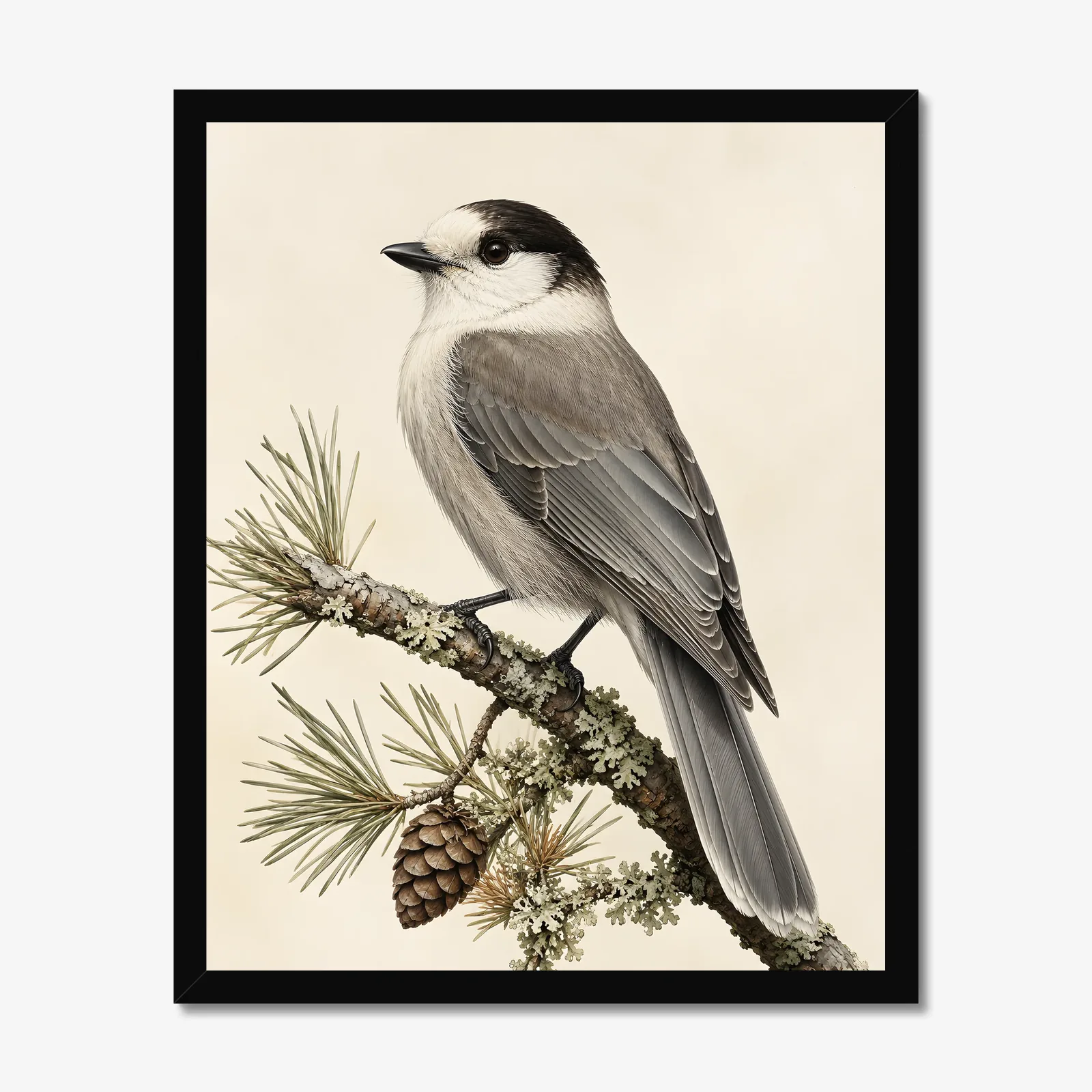 Canada Jay Print in a black frame