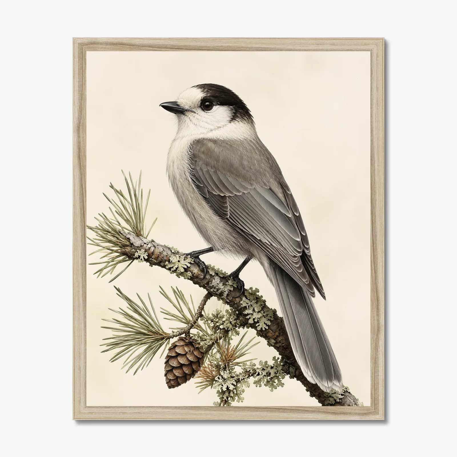 Canada Jay Print in a natural frame