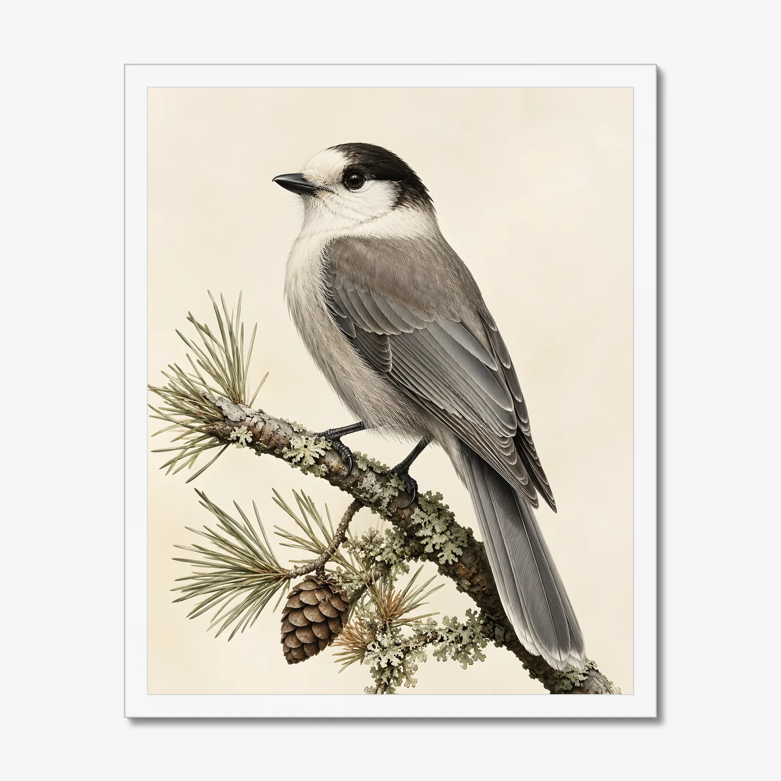 Canada Jay Print in a white frame