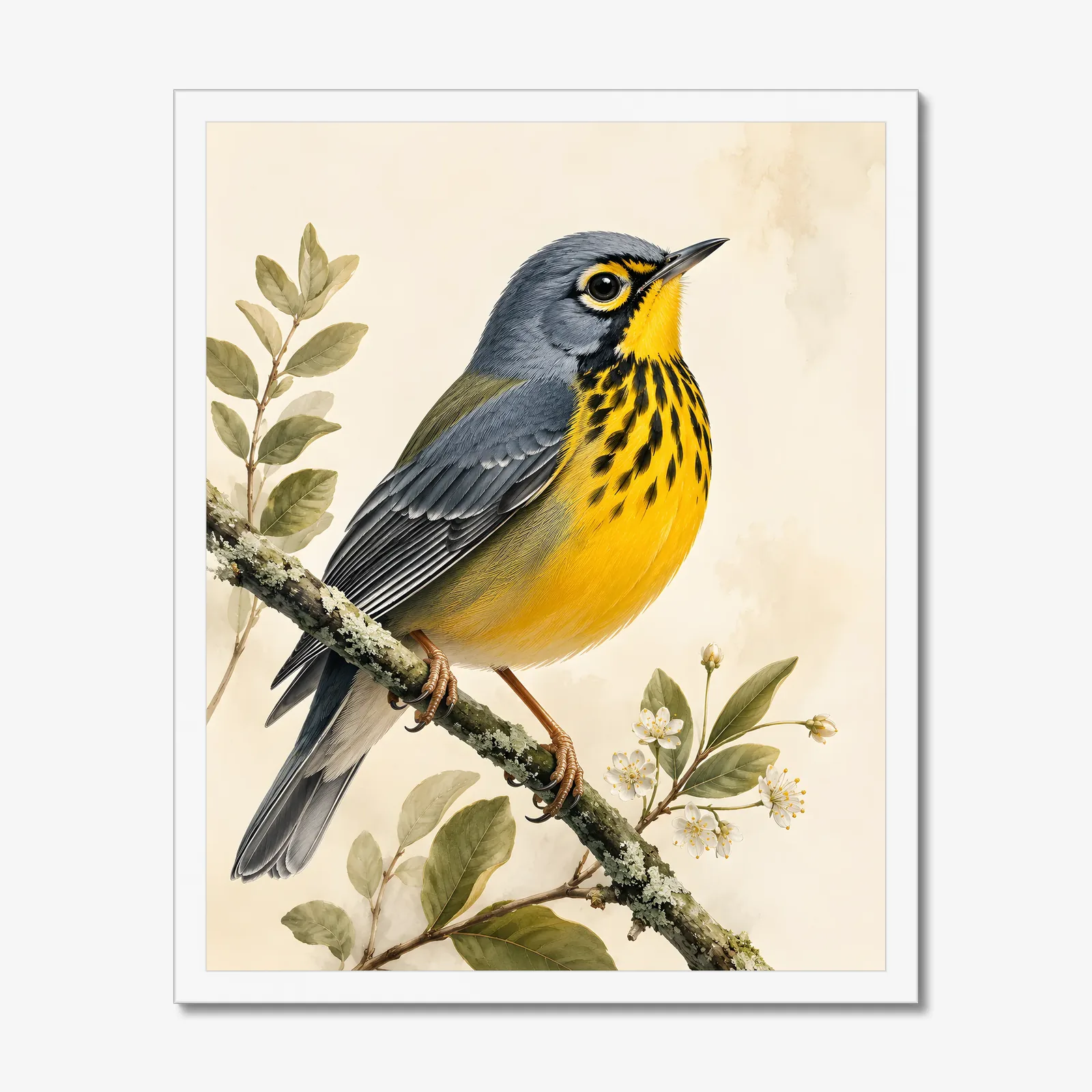 Canada Warbler Print in a white frame