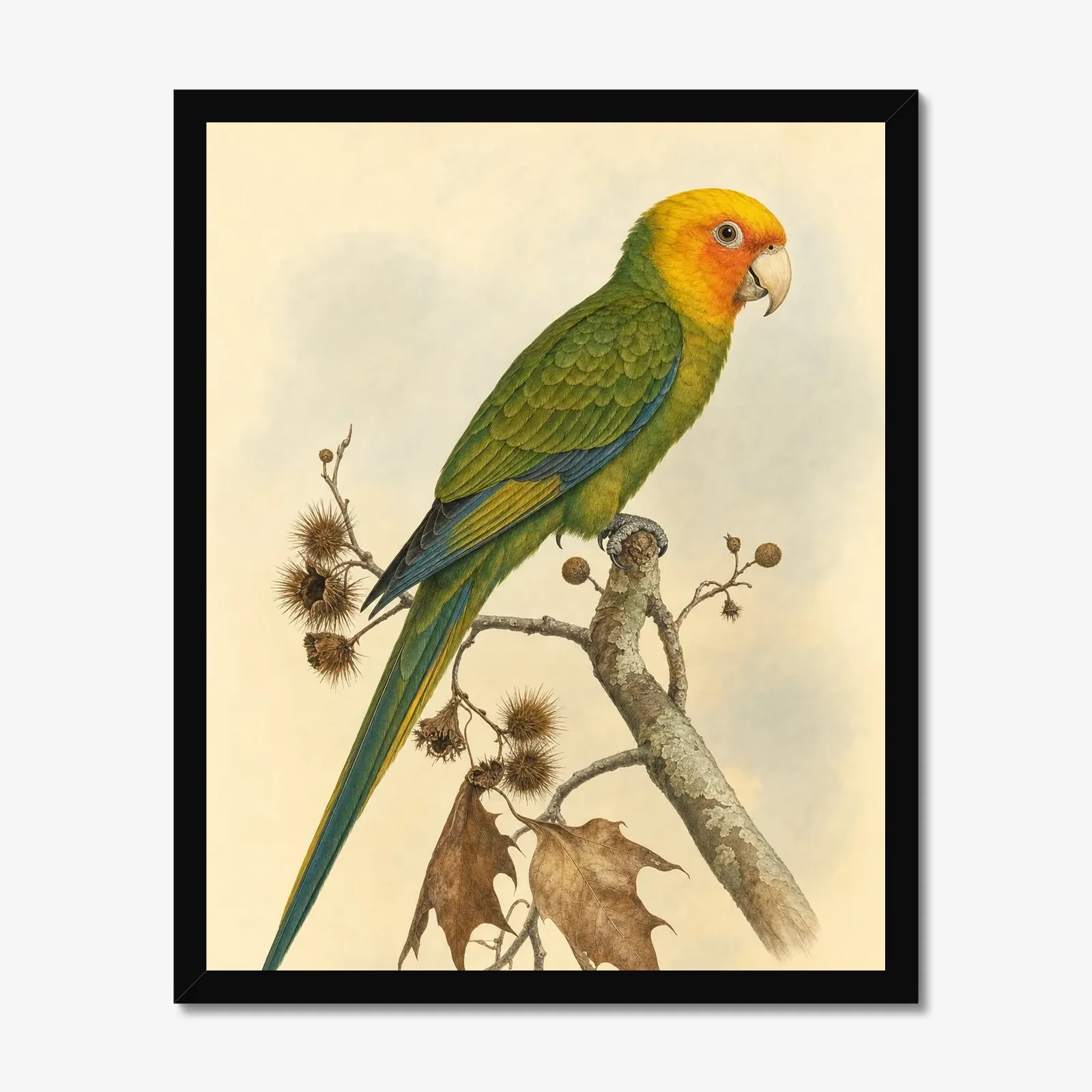 Carolina Parakeet Print in a black frame